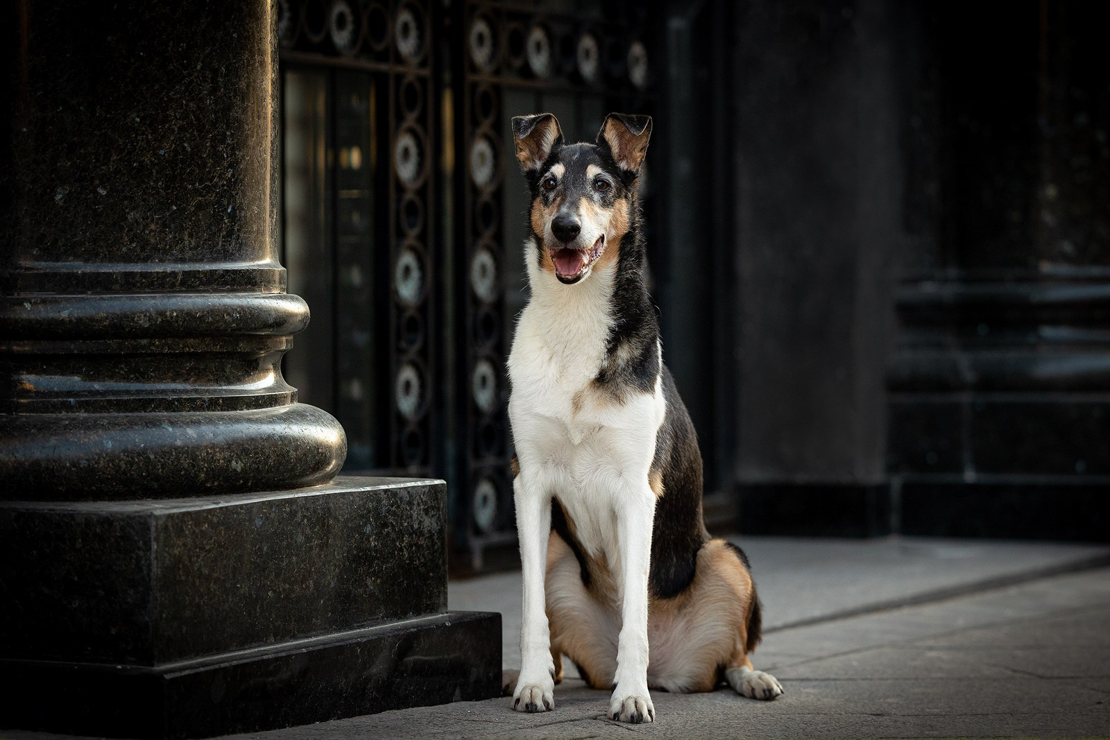 Винтик и Вита в городе. Фотограф-анималист Natalia Deingel | Фотосъемка собак в Москве