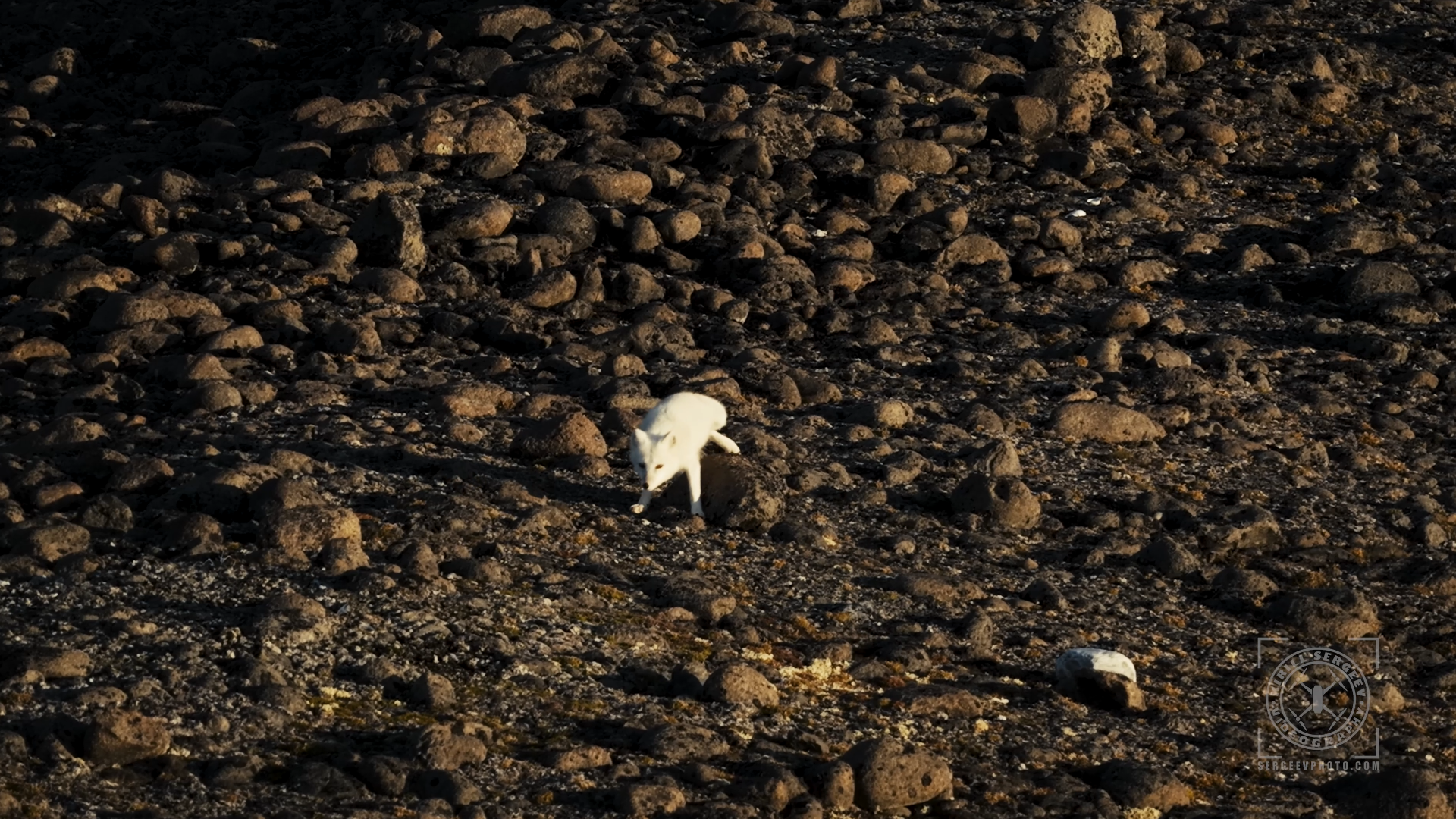 ARCTIC FILM. Photographer Kirill Sergeev | Moscow