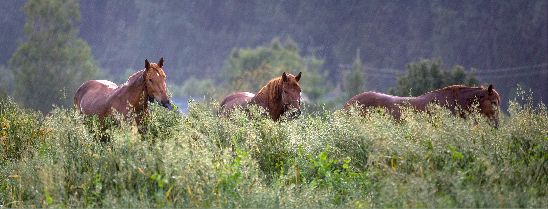 Вепсский край. Yuri Ovchinnikov Photography, St. Petersburg, landscape photography