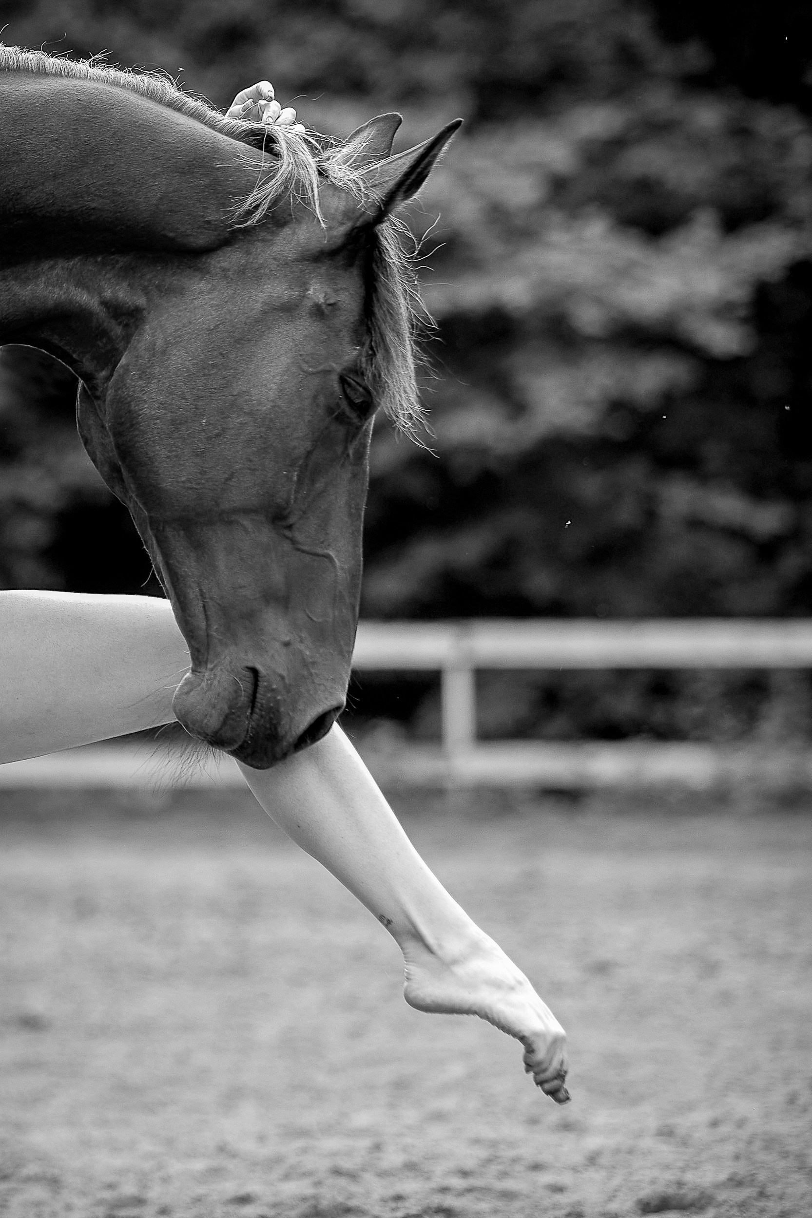 Балет и лошади, фотосессия «ГРАЦИЯ и СИЛА-1» Фотограф Михаил Семенов г. Ярославль