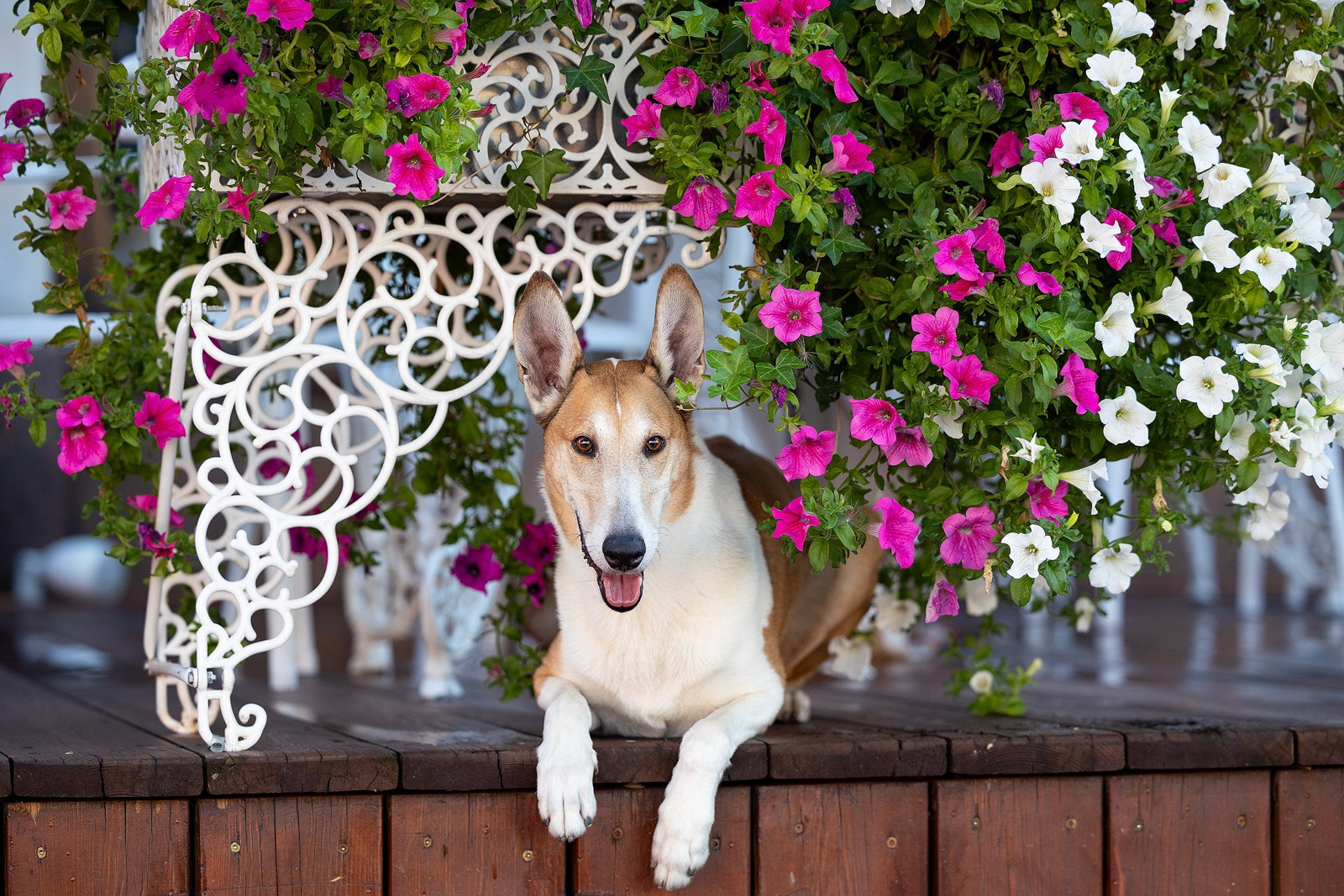 Винтик и Вита в городе. Фотограф-анималист Natalia Deingel | Фотосъемка собак в Москве