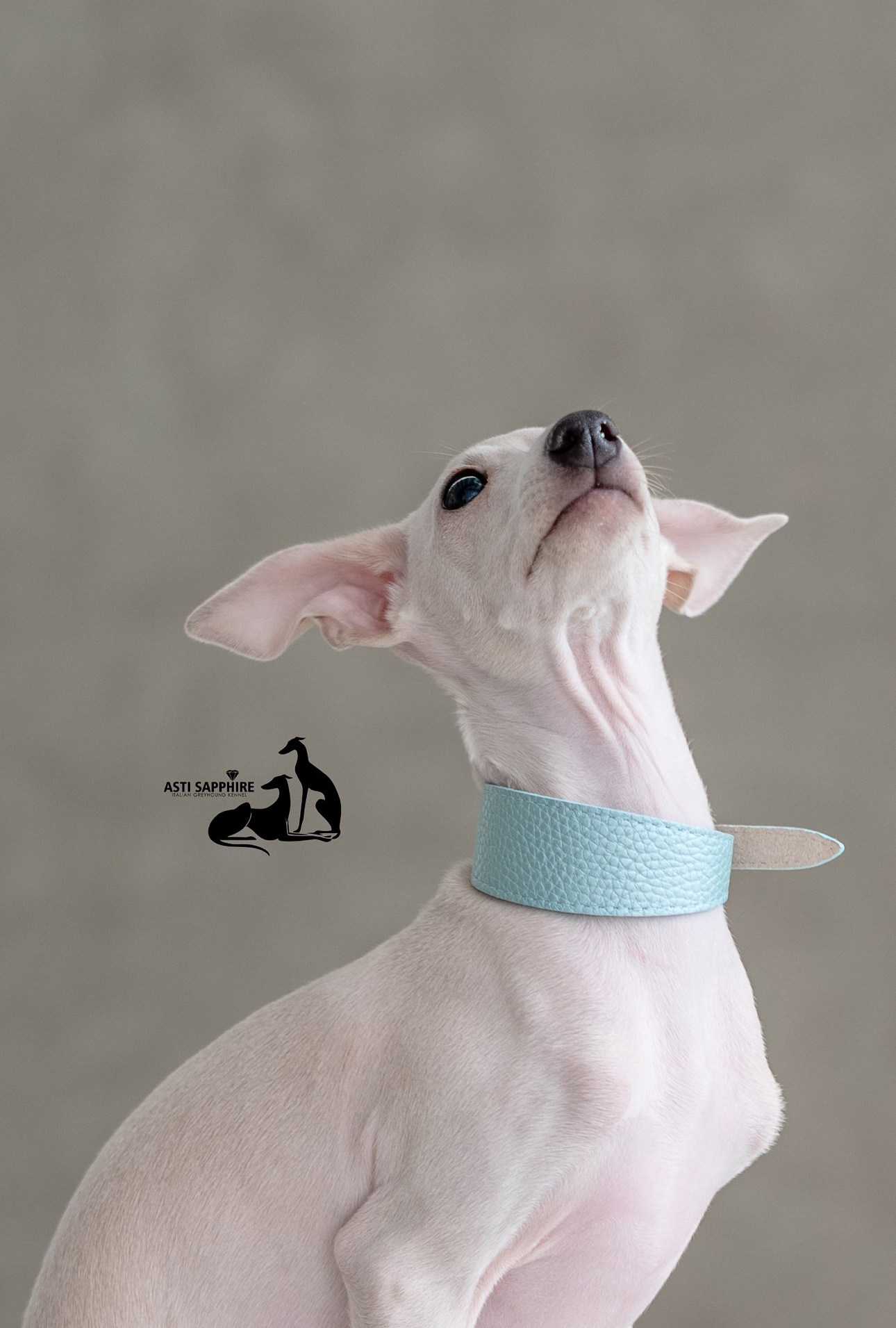 Casper boss. Профессиональный питомник левреток РКФ/FCI ASTI SAPPHIRE 💎 Сочи|Санкт-Петербург