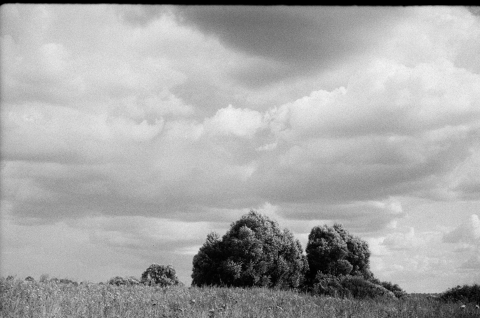 Плакучая ива. Фотограф-любитель Ксения Мирзоян