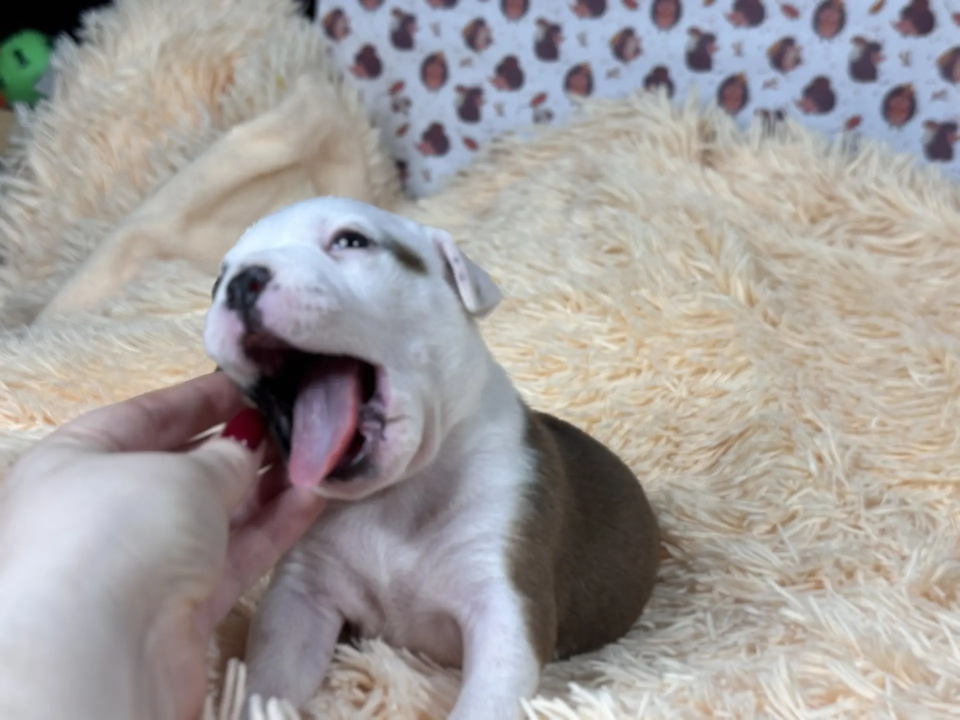 Все свободные щенки. Американский Булли в г. Ростов-на-Дону. Питомник THE POWER OF SIBERIA