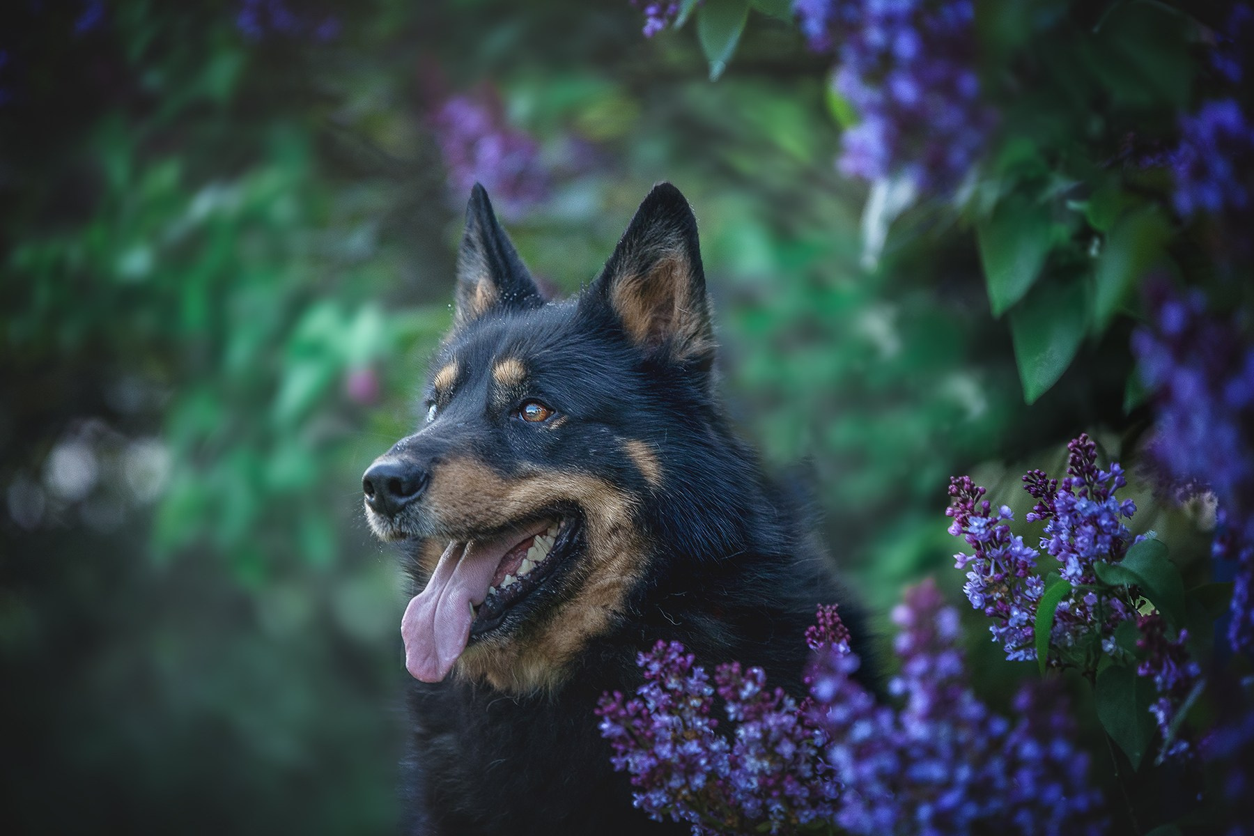 ИЩУТ ДОМ. Фотограф-анималист в Москве и Подмосковье