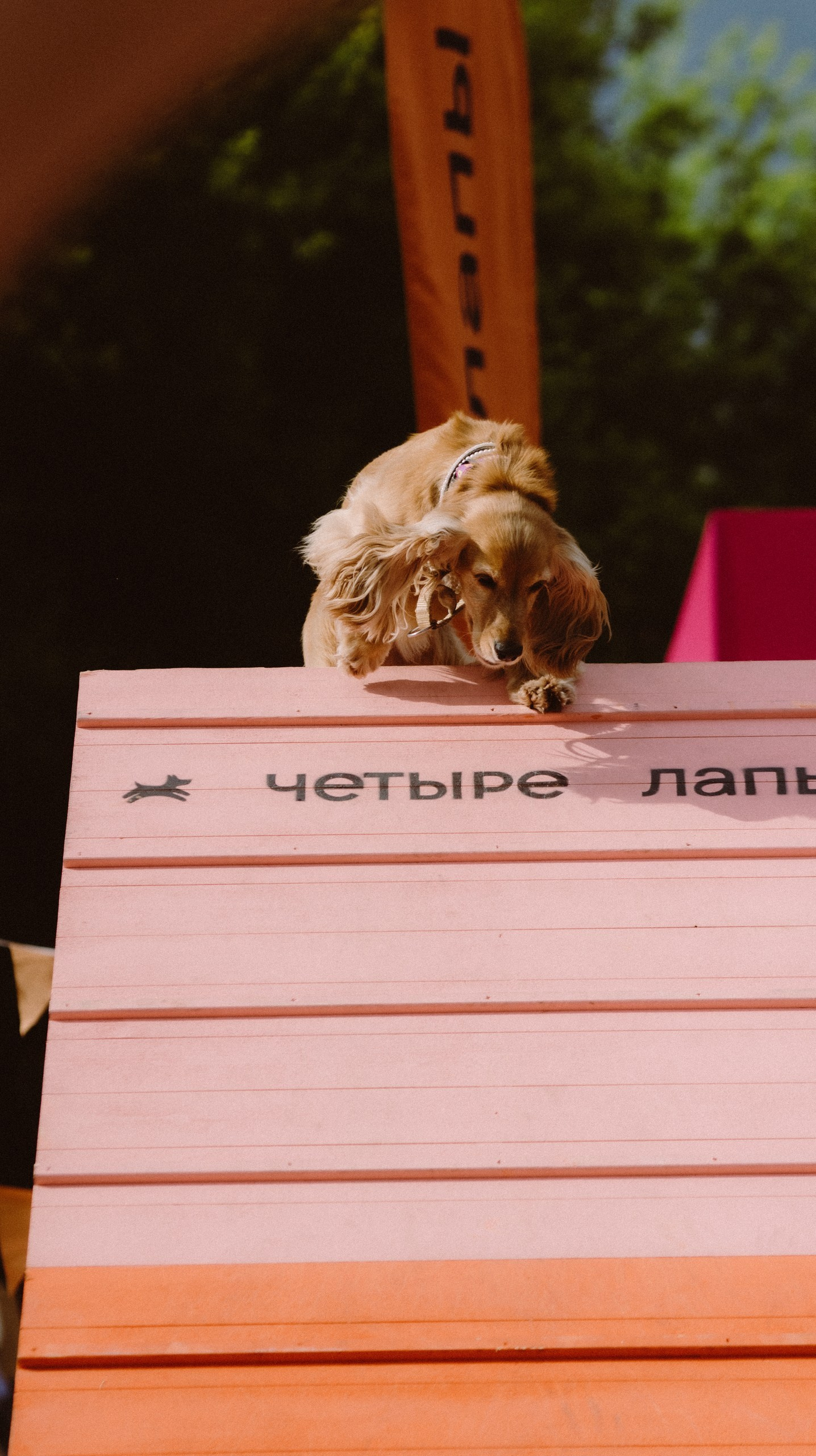 Скорняково Архангельское «Четыре Лапы». Свадебный и репортажный фотограф Дмитрий Кононенко