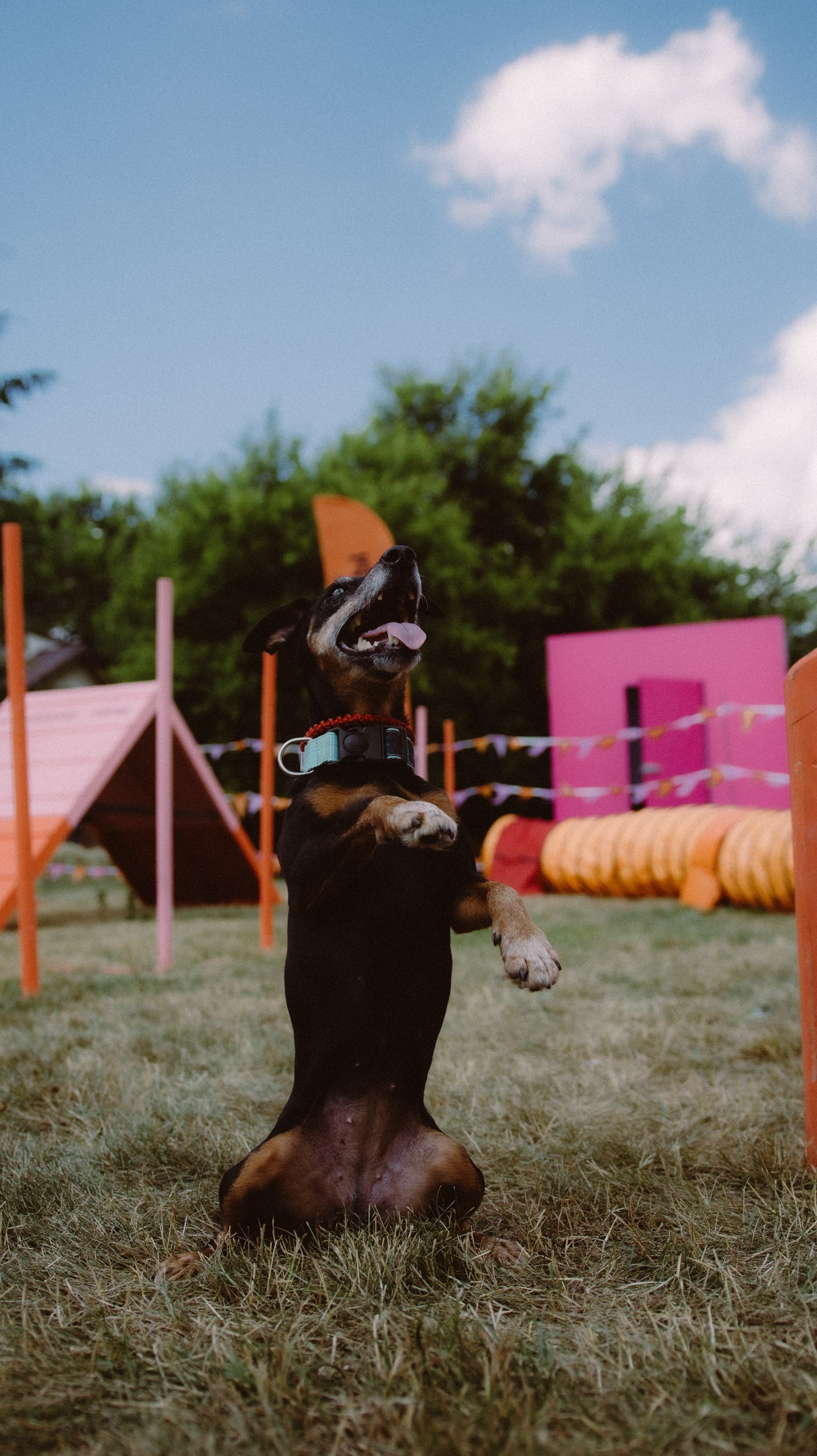 Скорняково Архангельское «Четыре Лапы». Свадебный и репортажный фотограф Дмитрий Кононенко
