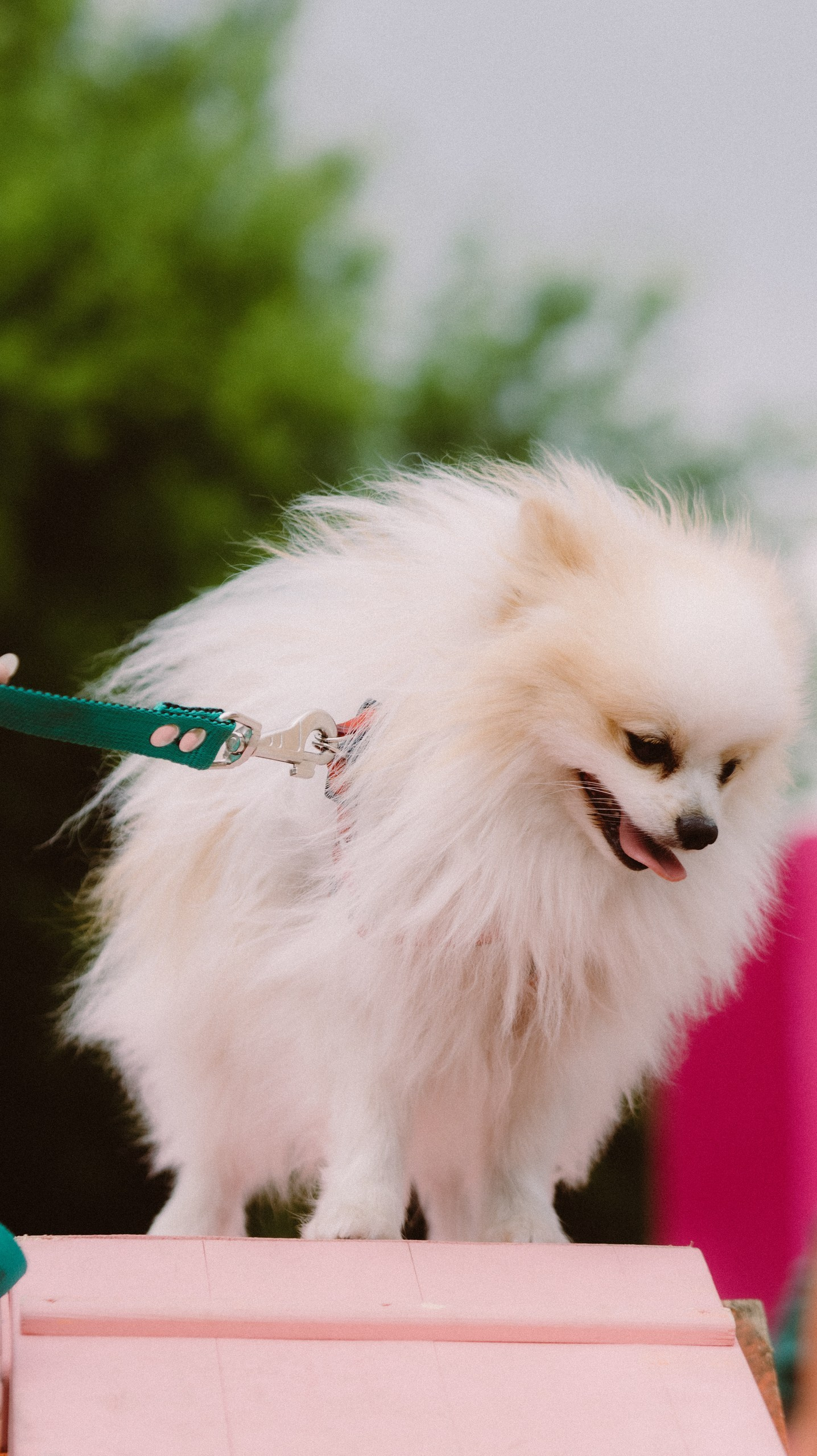 Скорняково Архангельское «Четыре Лапы». Свадебный и репортажный фотограф Дмитрий Кононенко