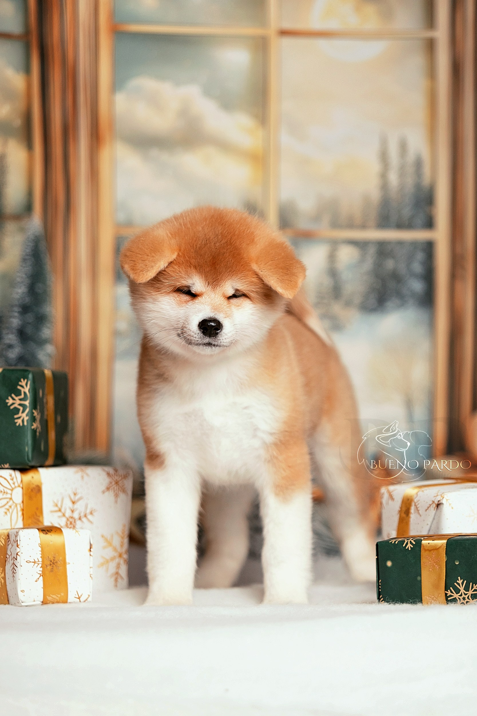 Щенки японской акита ину из питомника. Питомник собак Акита, Хаски, Корги