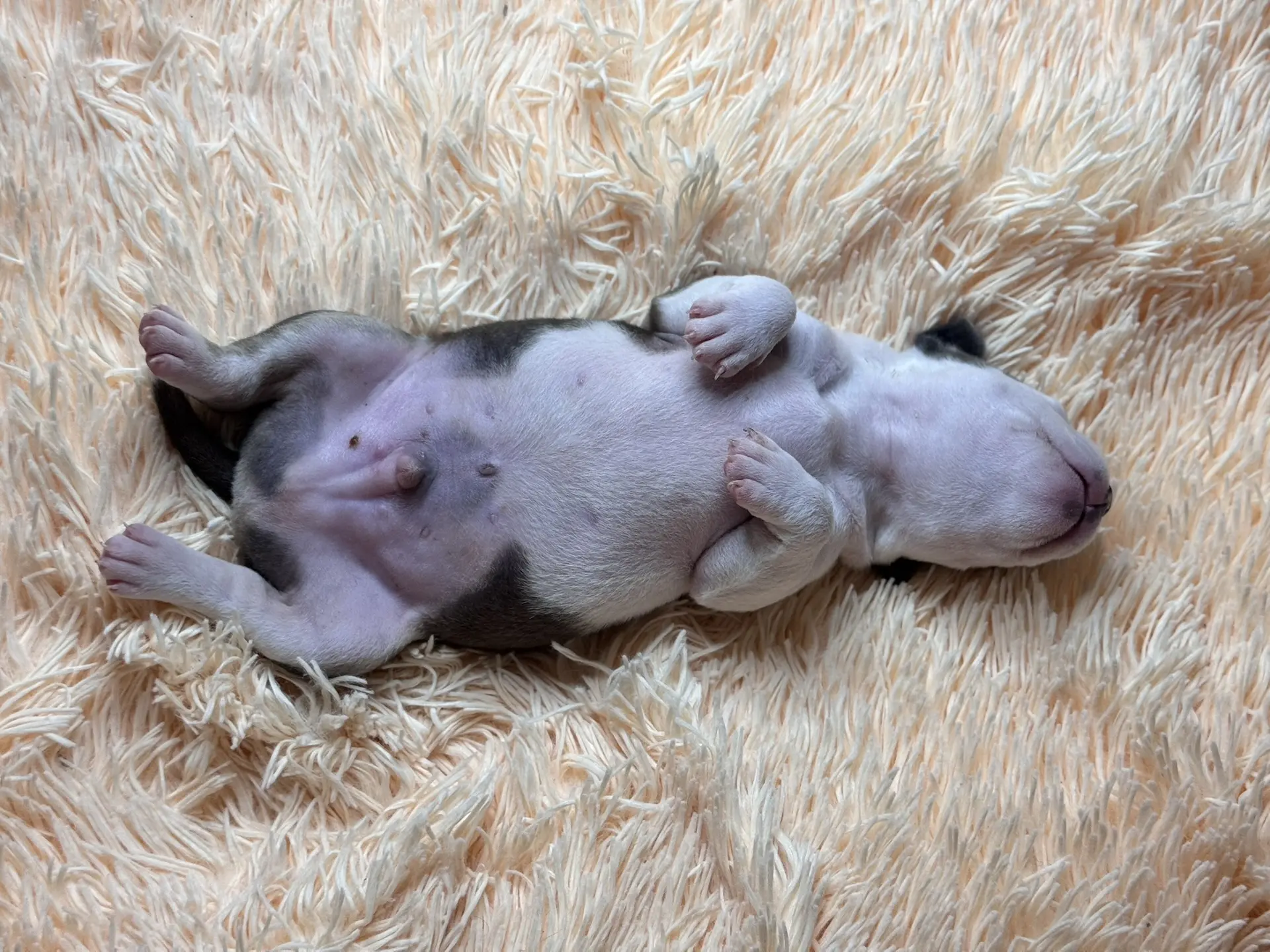 Все свободные щенки. Американский Булли в г. Ростов-на-Дону. Питомник THE POWER OF SIBERIA