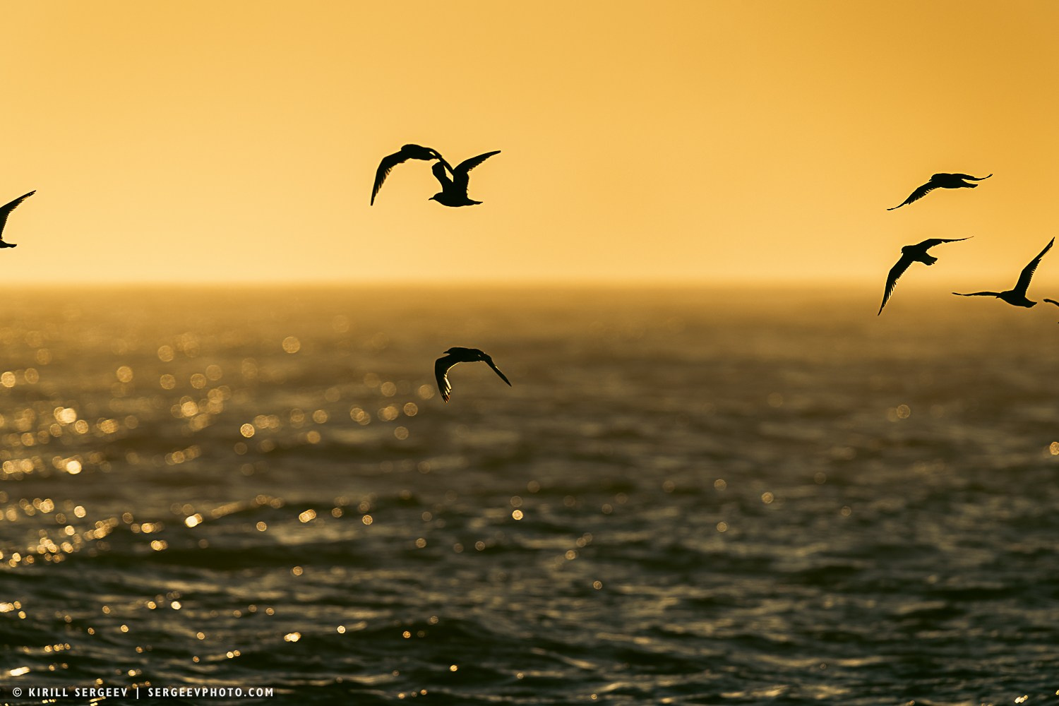 Арктическая одиссея. Фотограф Кирилл Сергеев | Москва