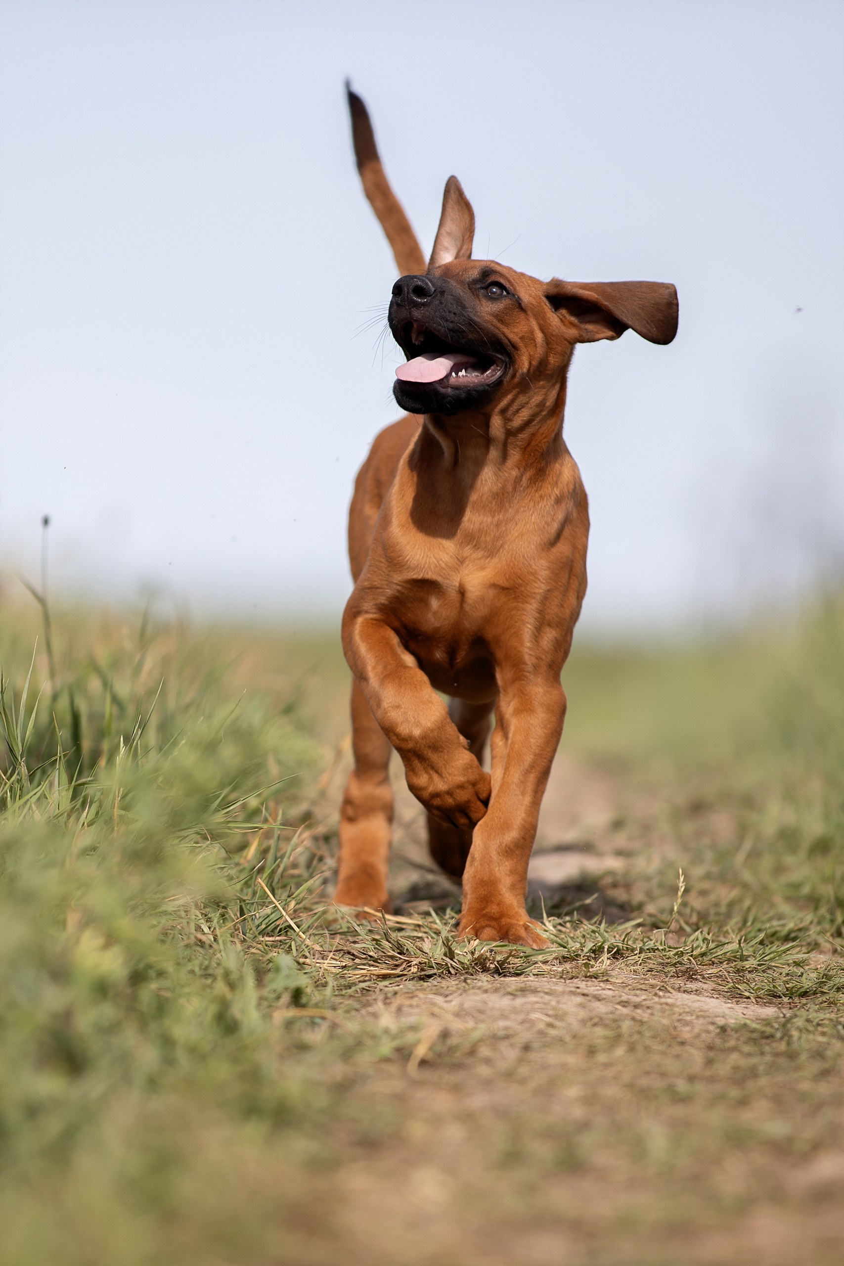 Родезийские Риджбеки в Санкт-Петербурге