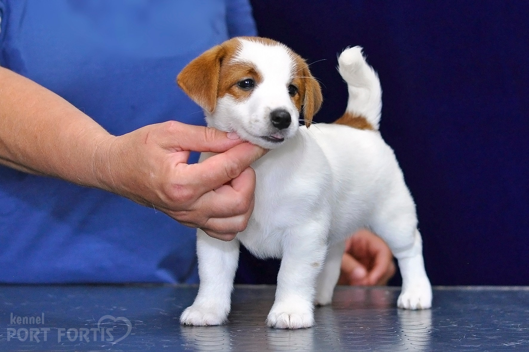 2026 Litter C-K female 2. Щенки джек рассел терьера, питомник РКФ, питомник джек рассел терьеров, питомник Порт Фортис, kennel PORT FORTIS