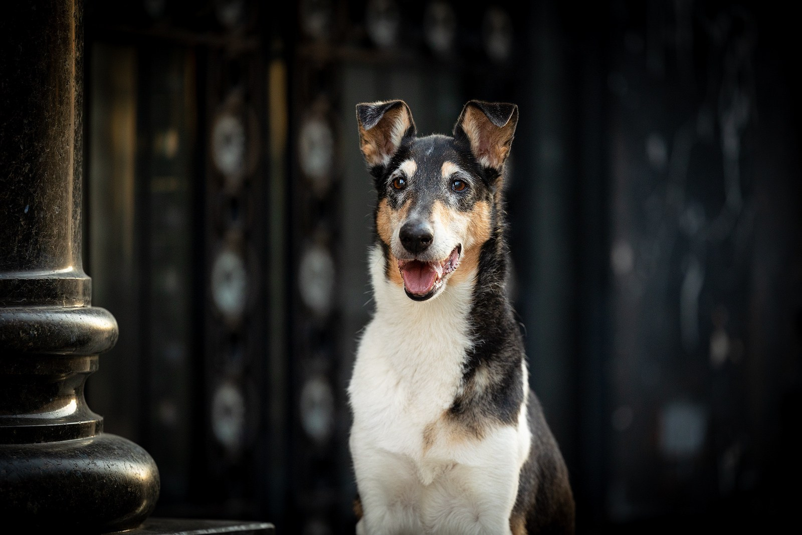 Винтик и Вита в городе. Фотограф-анималист Natalia Deingel | Фотосъемка собак в Москве