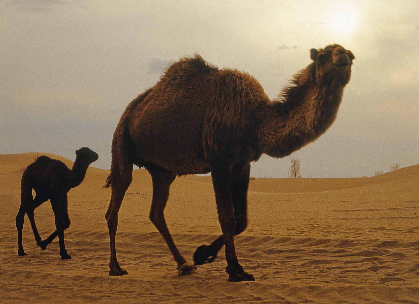 Коллекционные альбомы. ВАДИМ ГИППЕНРЕЙТЕР — ВЕЛИКИЙ ФОТОГРАФ ЗЕМЛИ РУССКОЙ