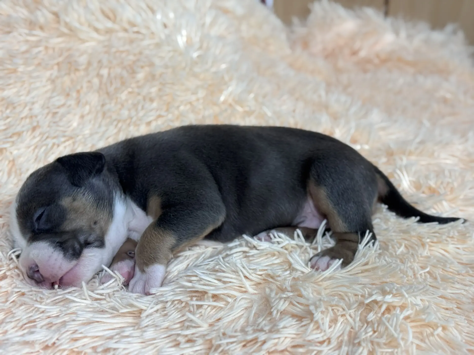 Все свободные щенки. Американский Булли в г. Ростов-на-Дону. Питомник THE POWER OF SIBERIA