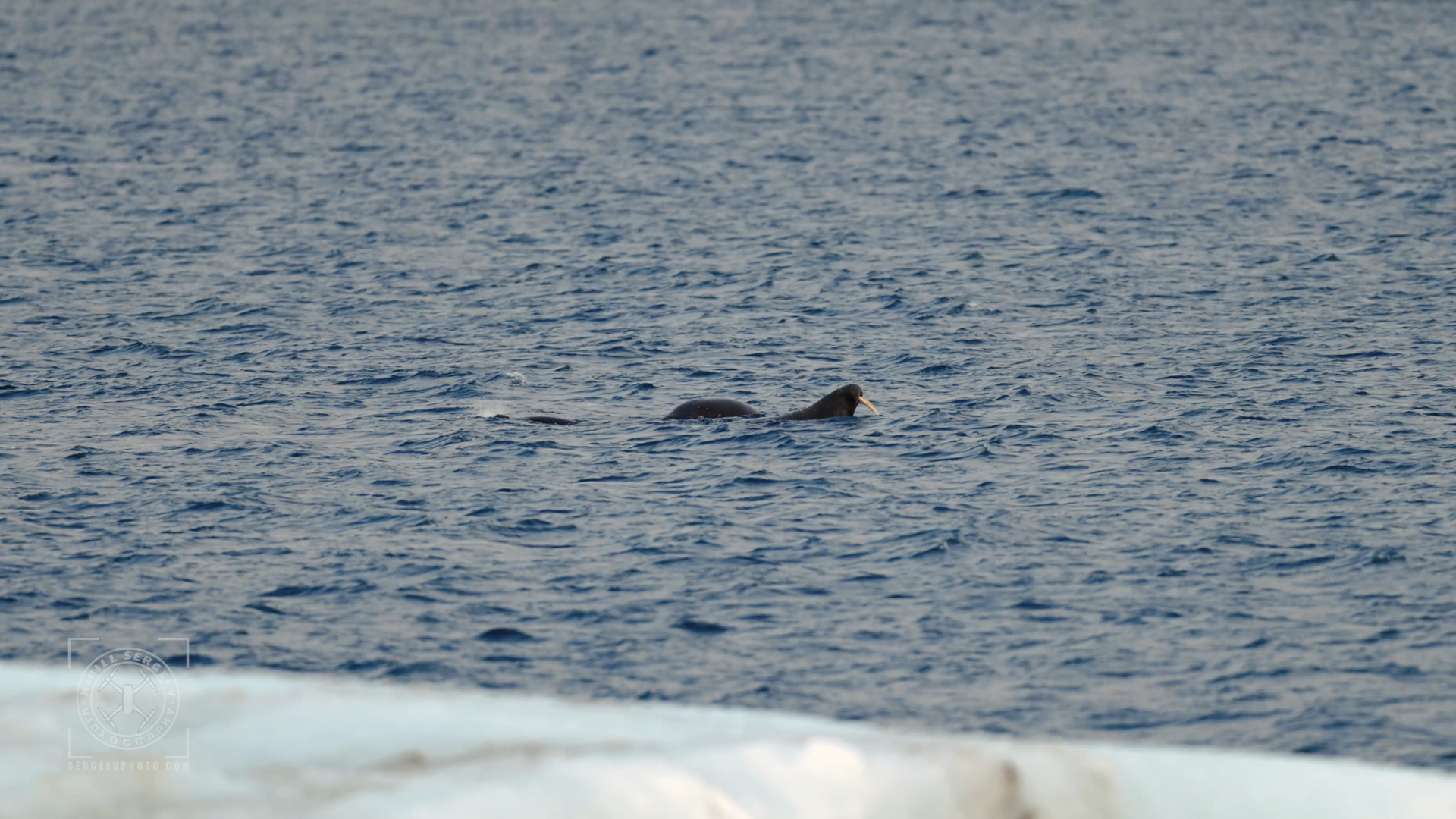 ARCTIC FILM. Photographer Kirill Sergeev | Moscow