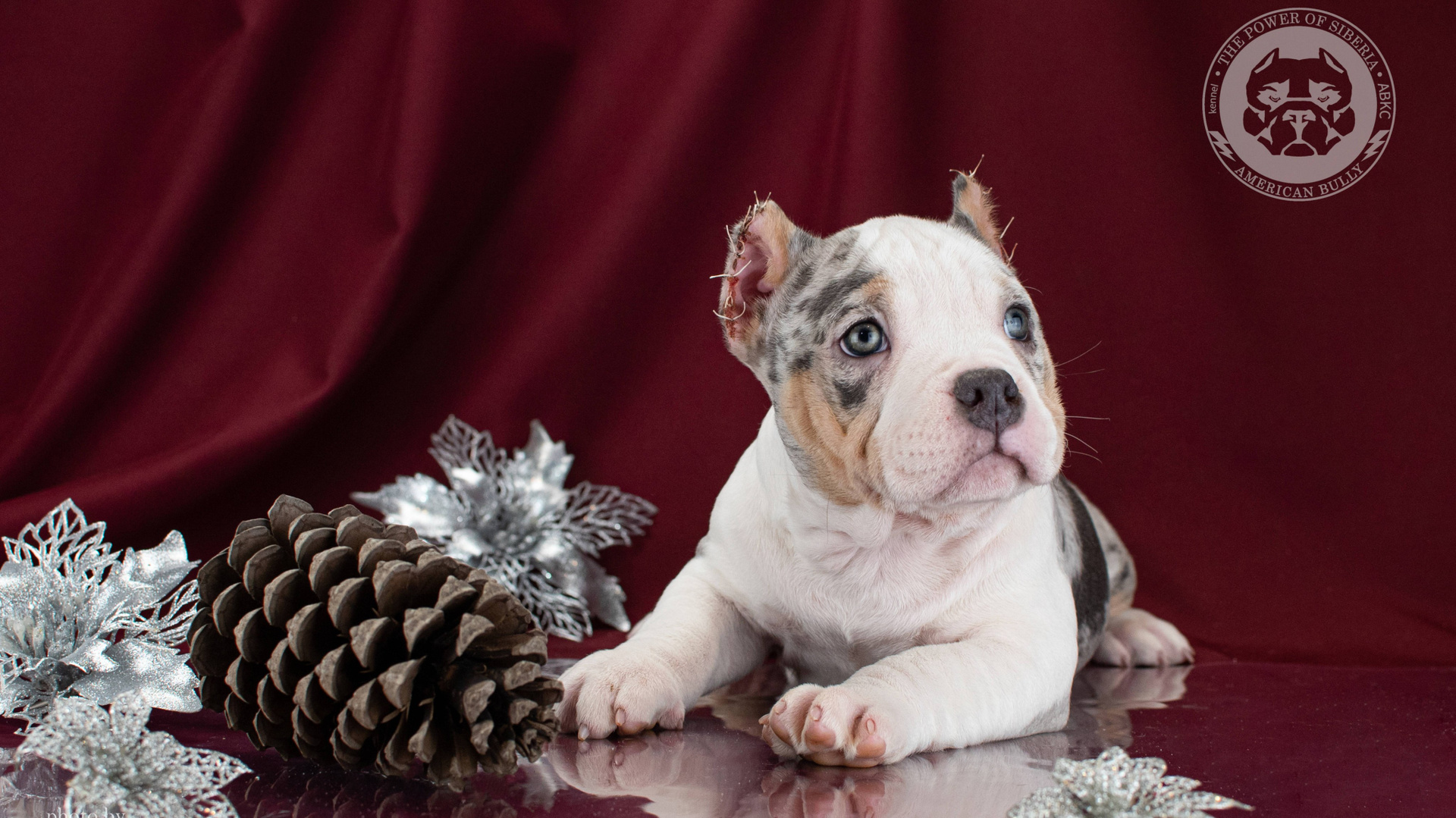 Щеночки от Каспера и Асти. Американский Булли в г. Ростов-на-Дону. Питомник THE POWER OF SIBERIA