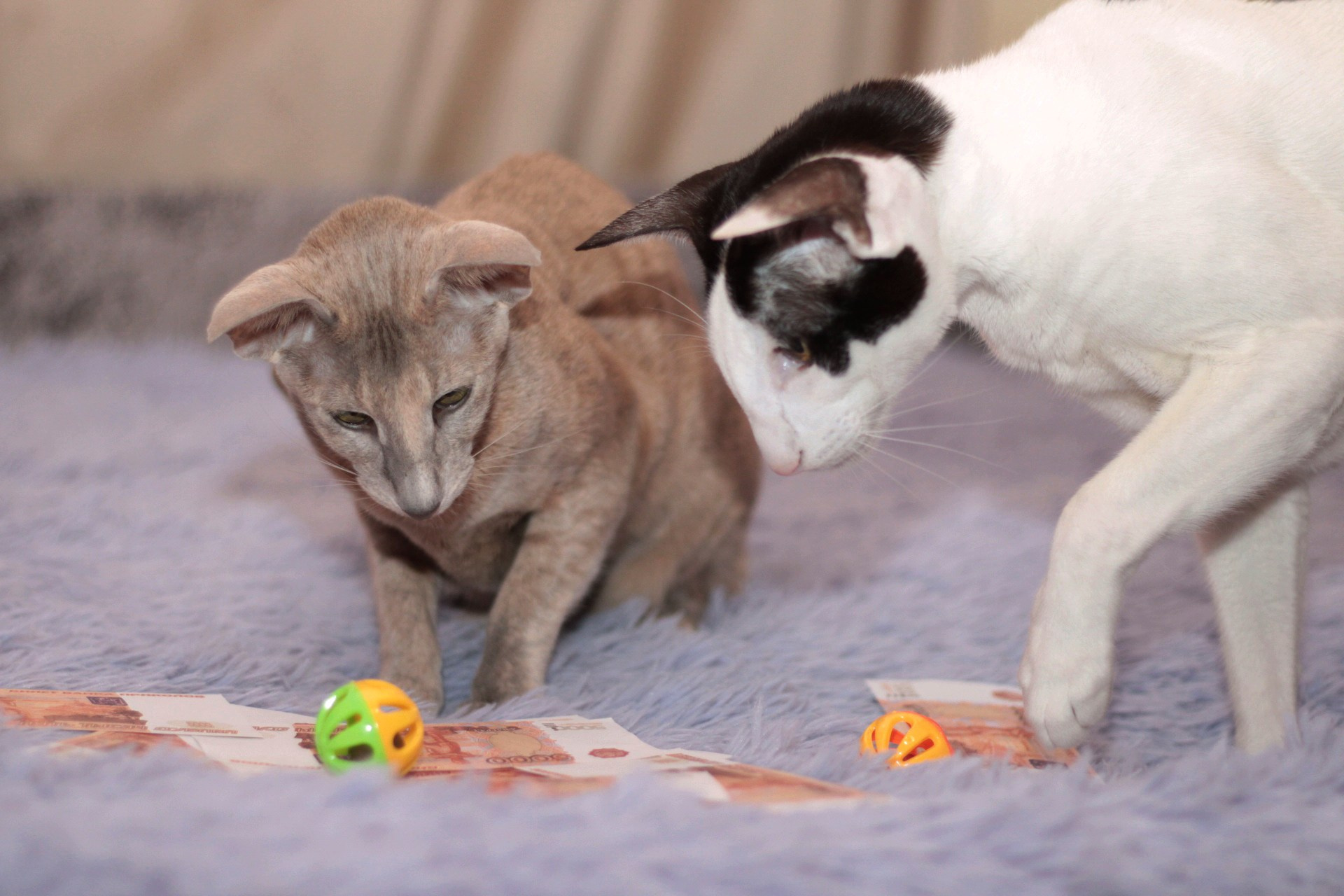 Катя Попова|ЛайфСтайл фотограф