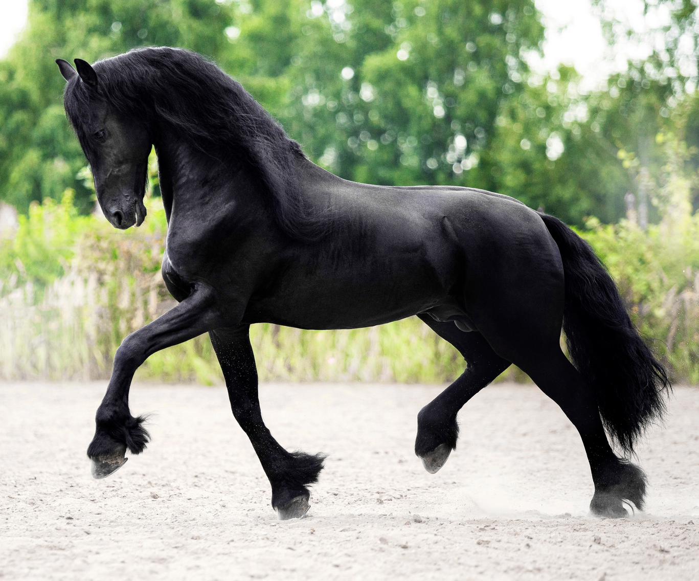 Лошади. Свадебный и портретный фотограф Москва