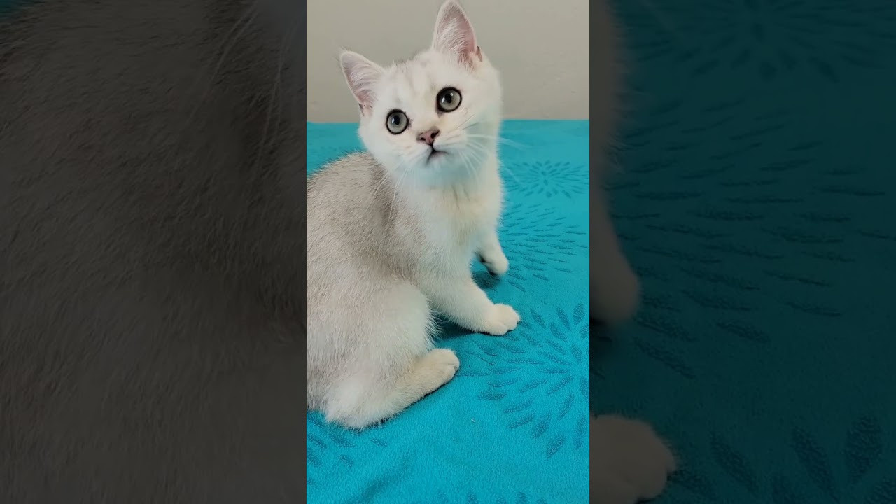 British shorhair Cats