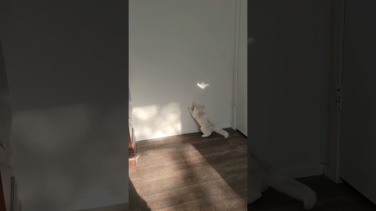 British shorhair Cats