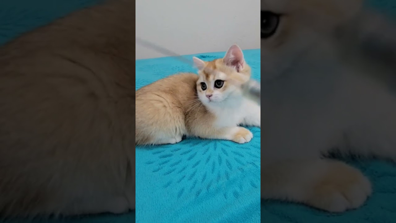 British shorhair Cats