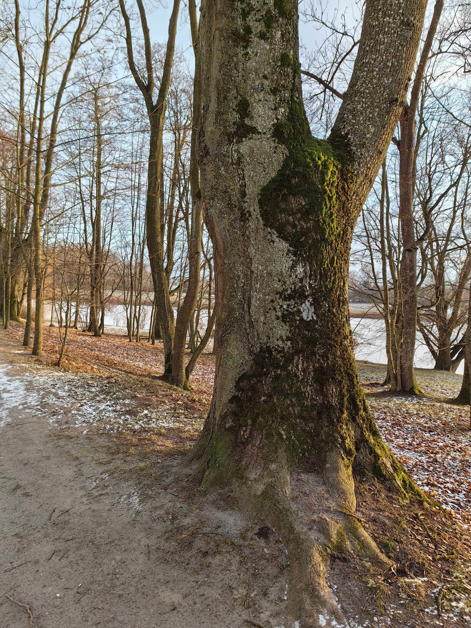 Несвижский замок в Беларуси. Купить картину на холсте для интерьера|художник | дизайнер | архитектор Сергей Ратчин в Москве