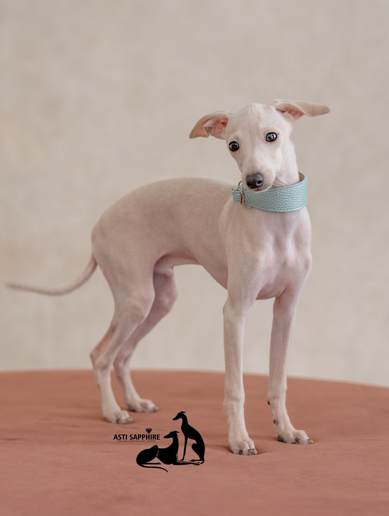 Casper boss. Профессиональный питомник левреток РКФ/FCI ASTI SAPPHIRE 💎 Сочи|Санкт-Петербург