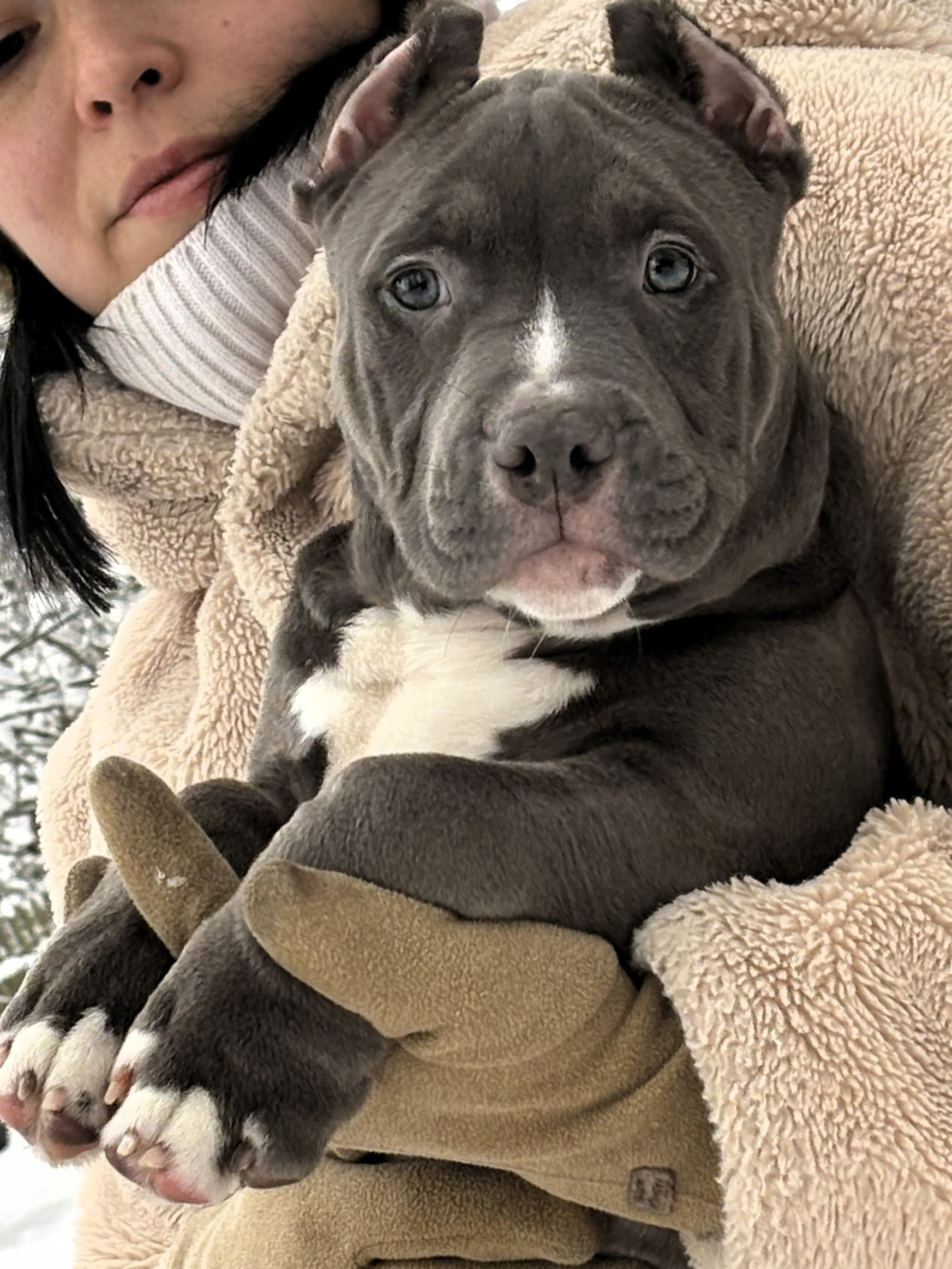 SANGRES FRESCA | Питомник американских булли в Москве и Московской области