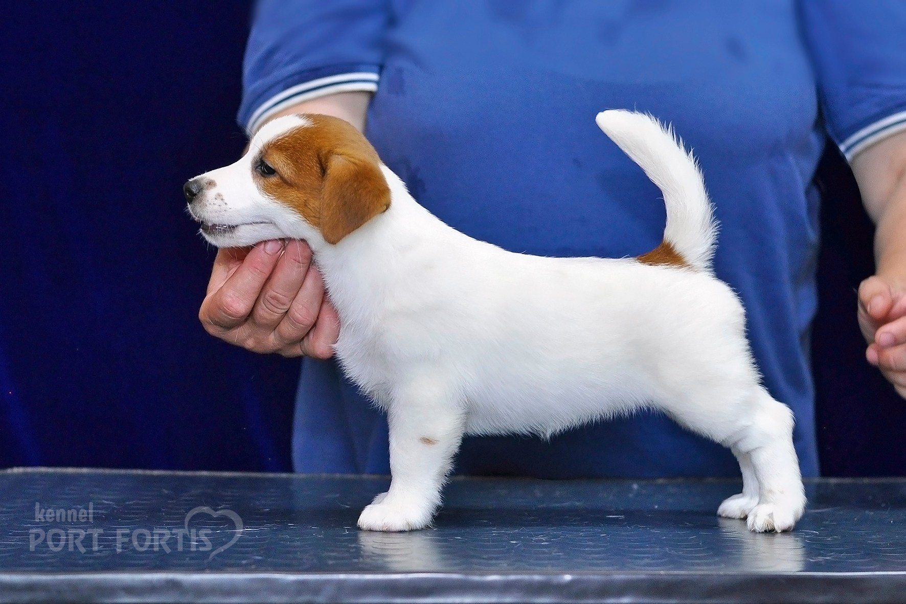 2026 Litter C-K female 2. Щенки джек рассел терьера, питомник РКФ, питомник джек рассел терьеров, питомник Порт Фортис, kennel PORT FORTIS
