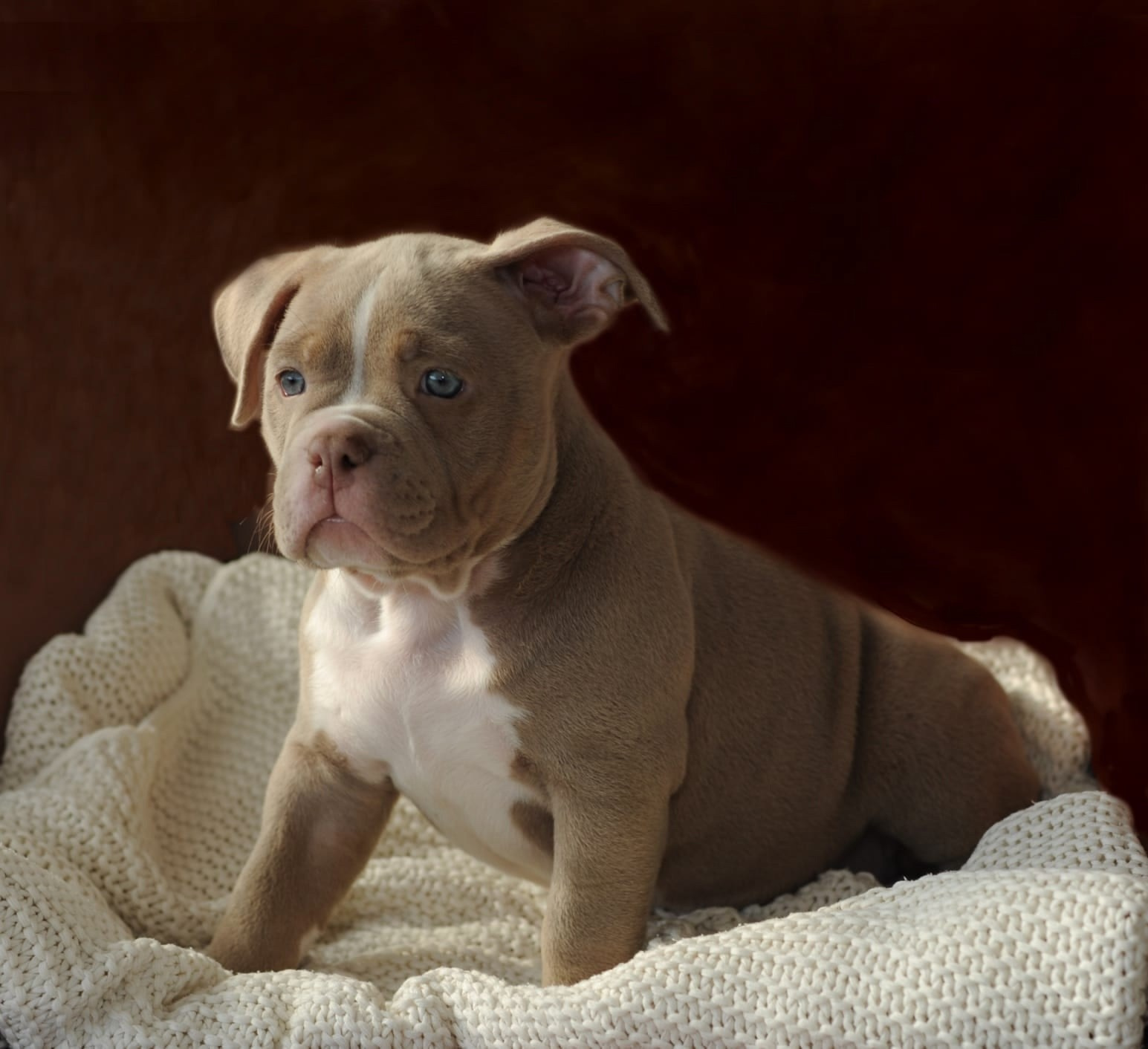 официальный питомник American Bully в Ростове