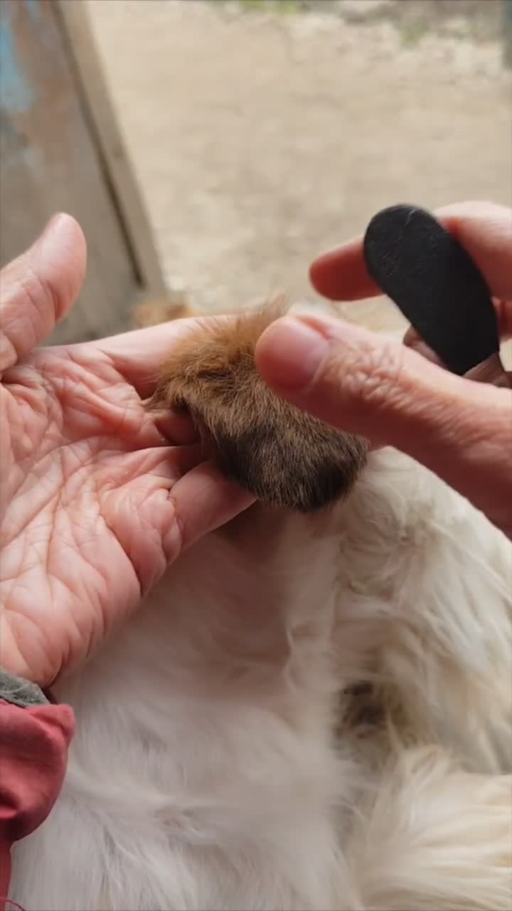 Груммерские ножи для тримминга жесткошерстных джек рассел терьеров купить. КАНЕ МАЭСТРО — питомник Джек рассел терьеров