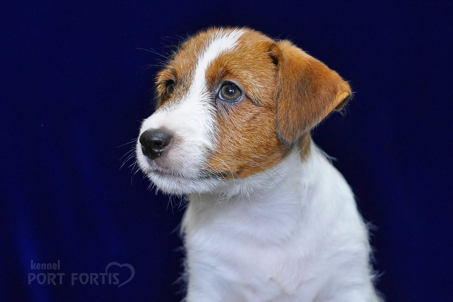 2026 Litter C-K male 1. Щенки джек рассел терьера, питомник РКФ, питомник джек рассел терьеров, питомник Порт Фортис, kennel PORT FORTIS