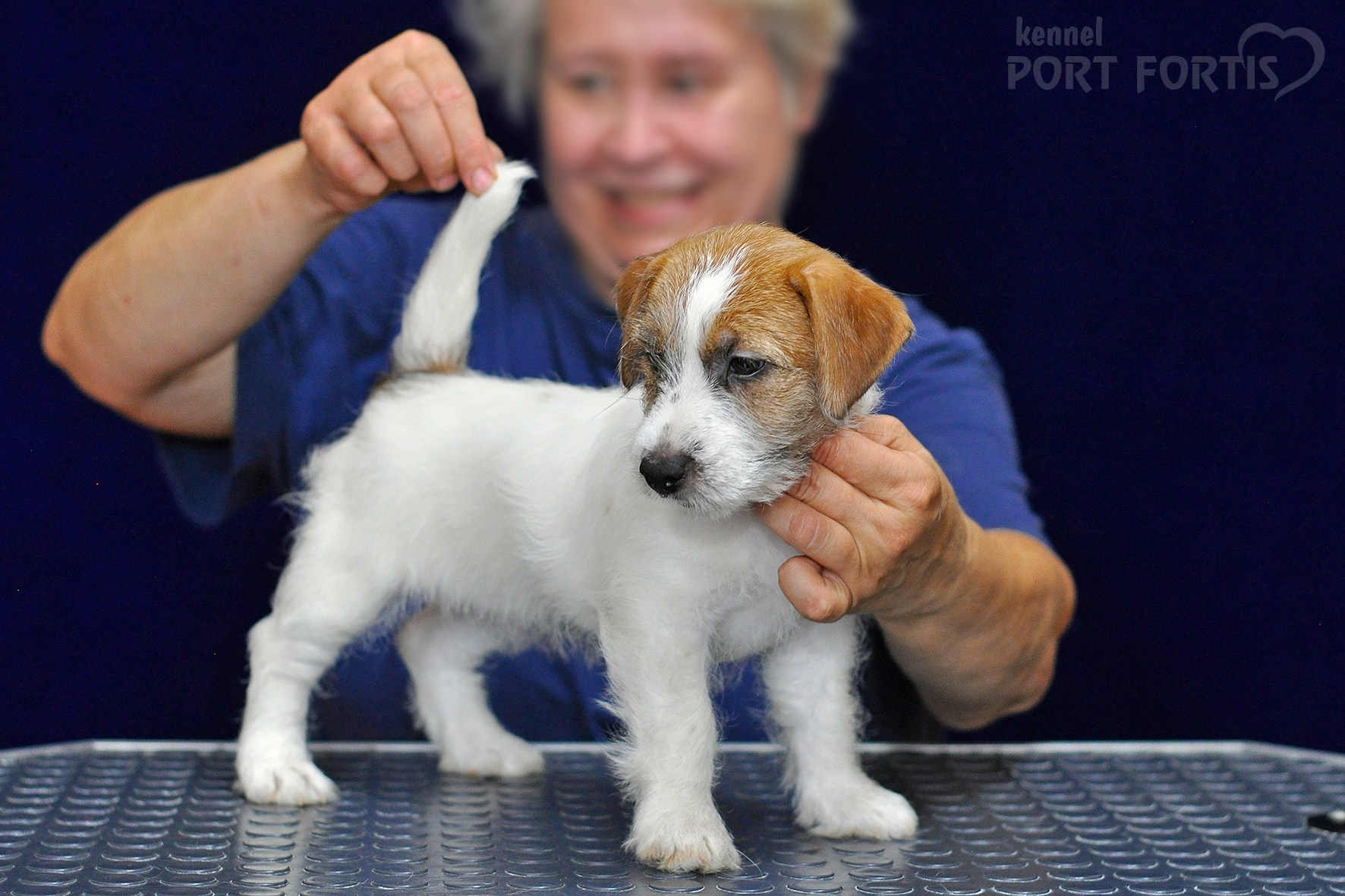 2026 Litter H female 3. Щенки джек рассел терьера, питомник РКФ, питомник джек рассел терьеров, питомник Порт Фортис, kennel PORT FORTIS