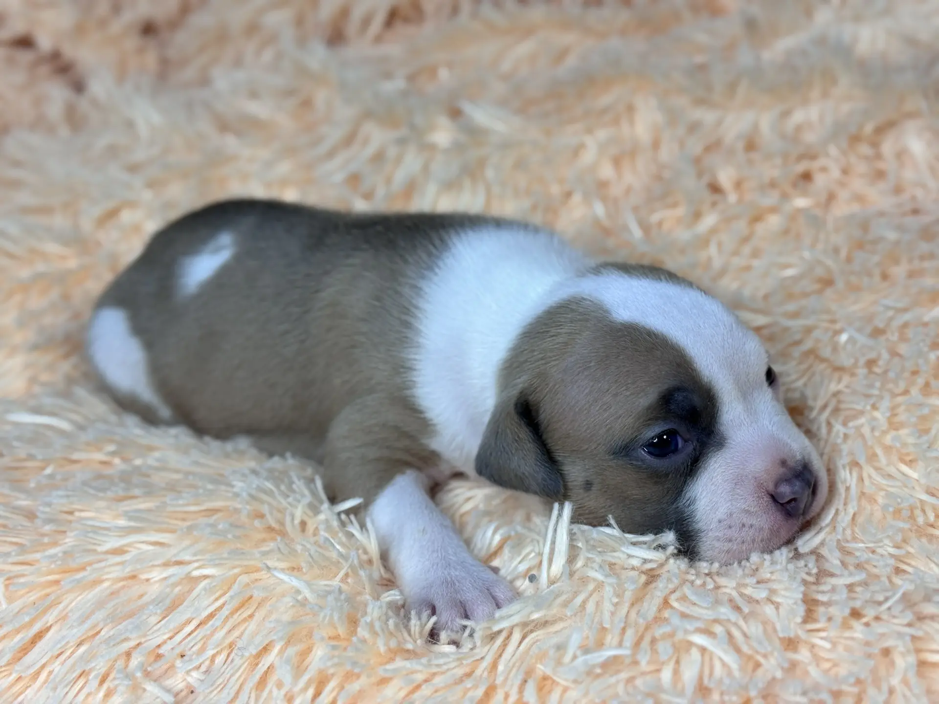 Все свободные щенки. Американский Булли в г. Ростов-на-Дону. Питомник THE POWER OF SIBERIA