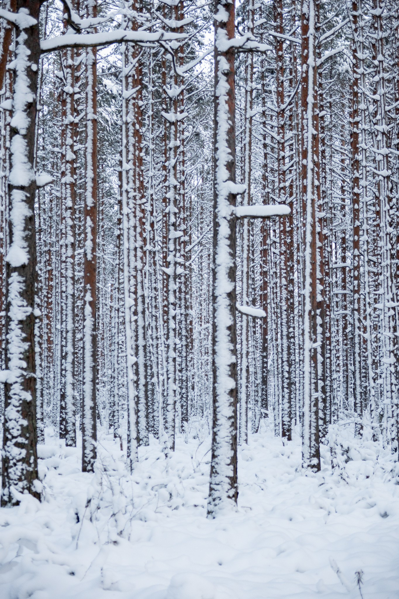 Новогодняя поездка в Санкт-Петербург. Павел Шарапов | Фотограф | Москва