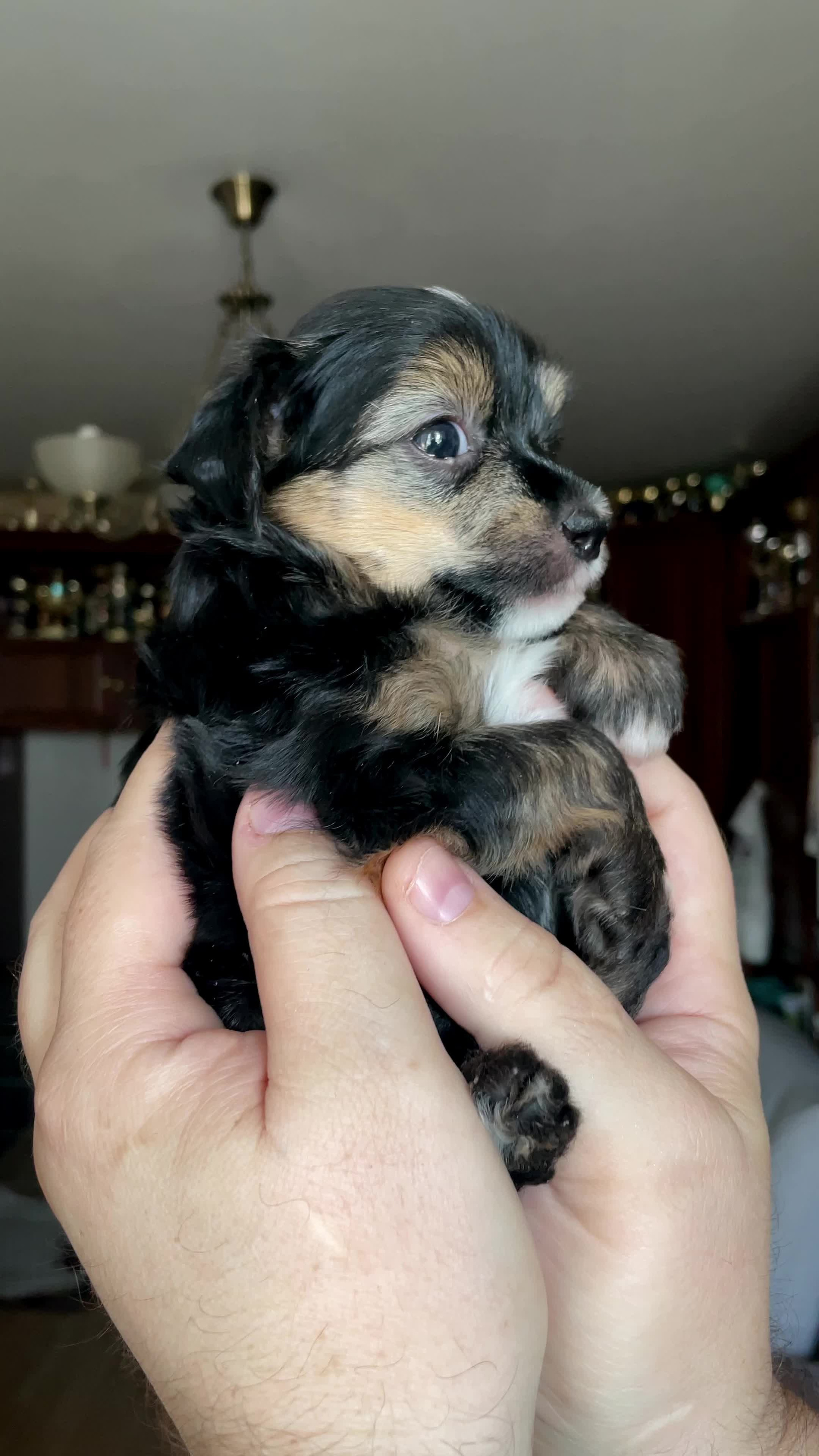 Lux became a dad. Chinese Crested Dog Kennel Poale Ell