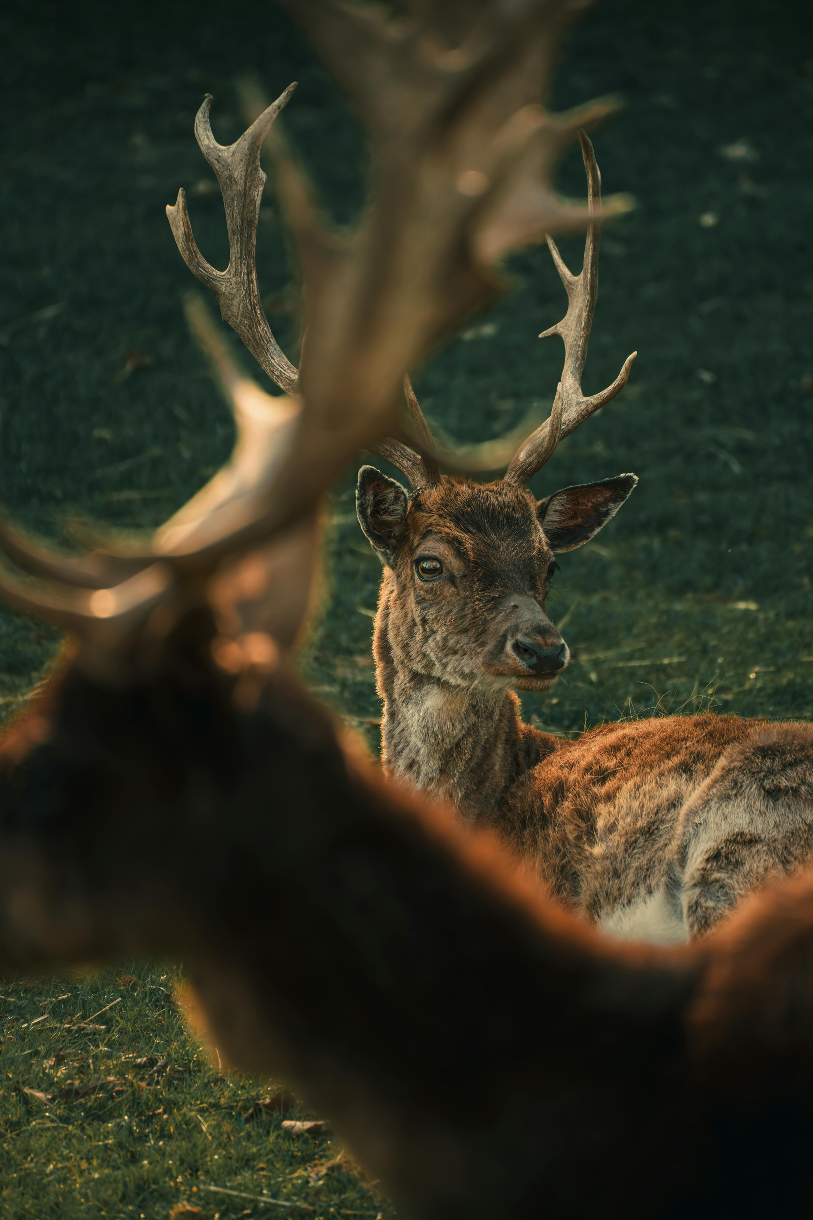 WILDLIFE