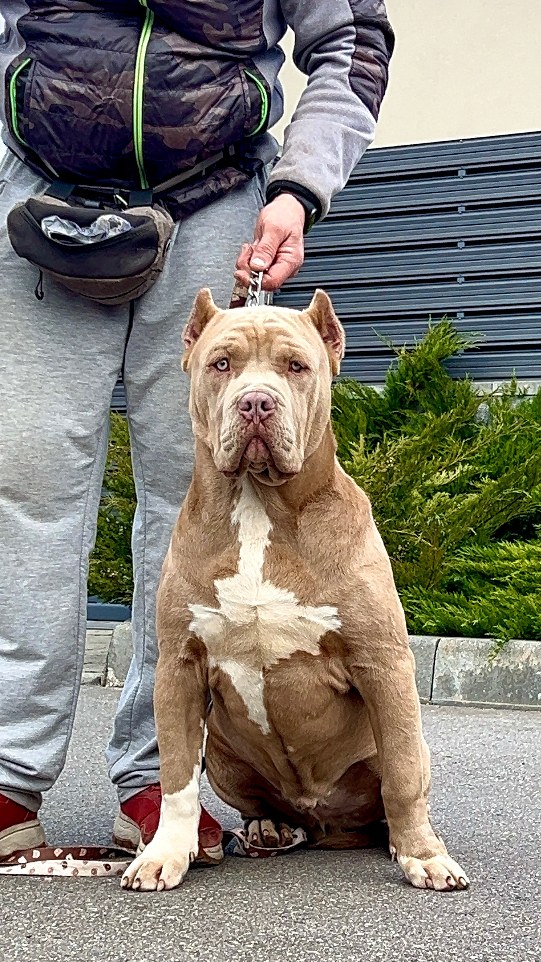 Все свободные щенки. Американские булли XL в г. Калининград. Питомник Great Bully UNIVERSE