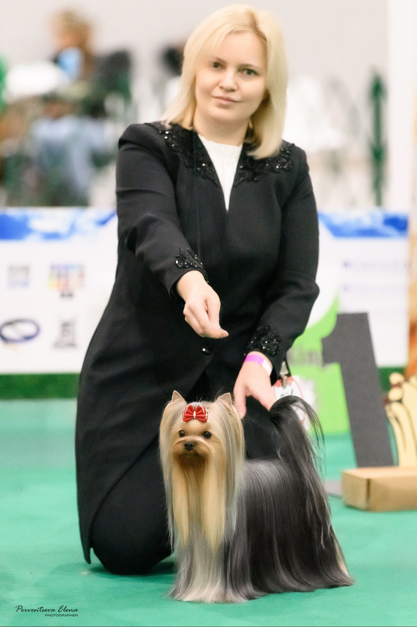 Йоркширский терьер. Выставки. Питомник Воле'Т Шоу Vole'T Shou. Йоркширский терьер — питомник йоркширских терьеров Vole'T Shou