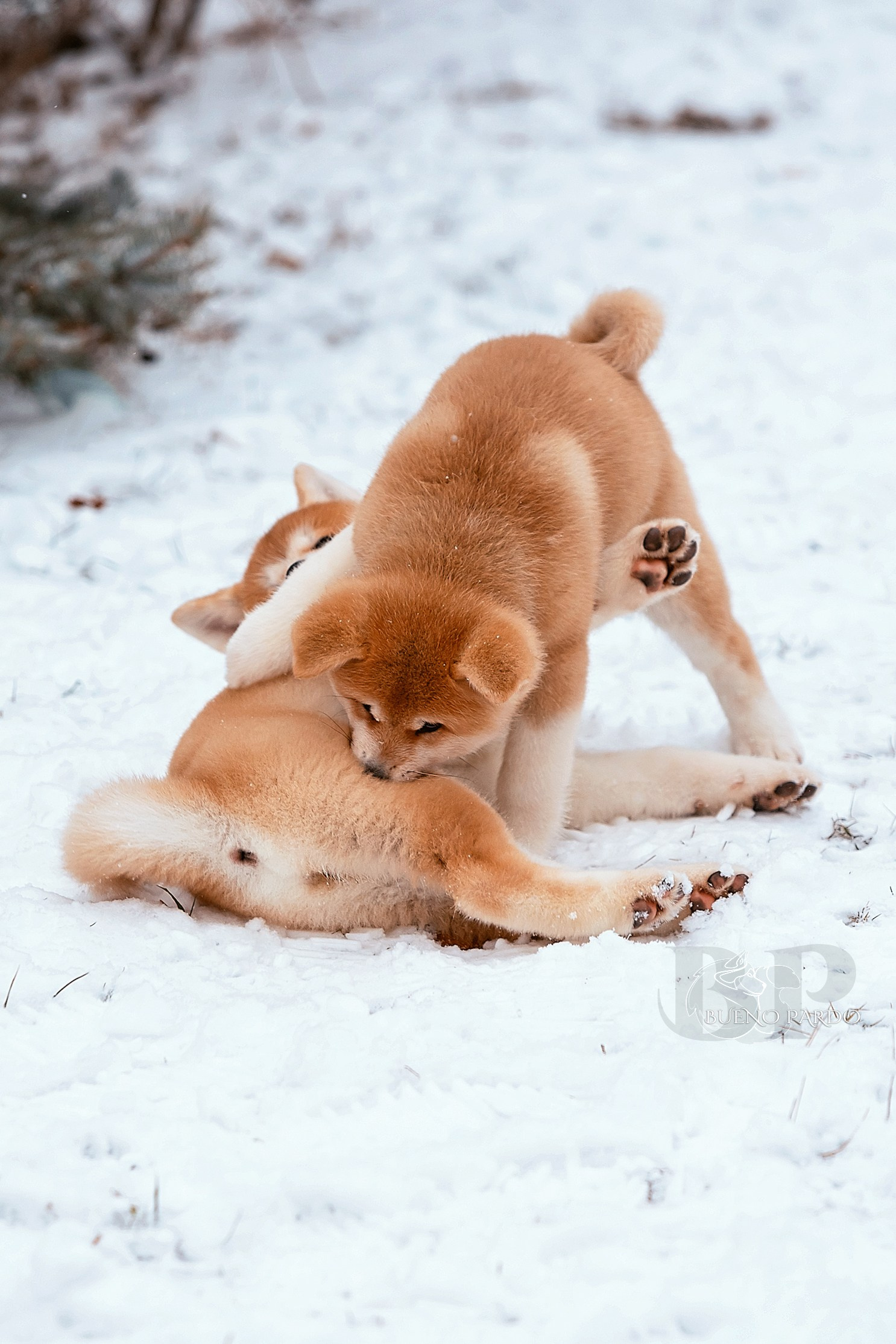 Щенки японской акита ину из питомника. Питомник собак Акита, Хаски, Корги
