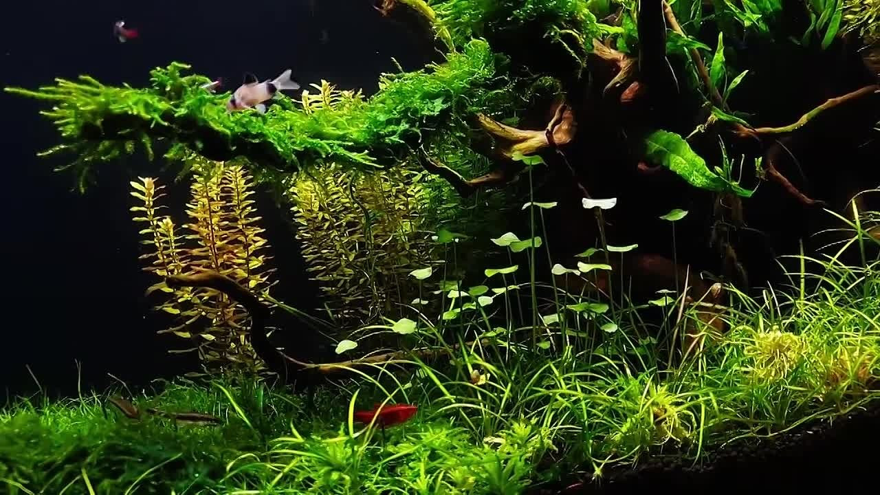 Формы жизни | ADA Галерея Москва. Аквариумист Максим Ерёмин. Aqua Maxim