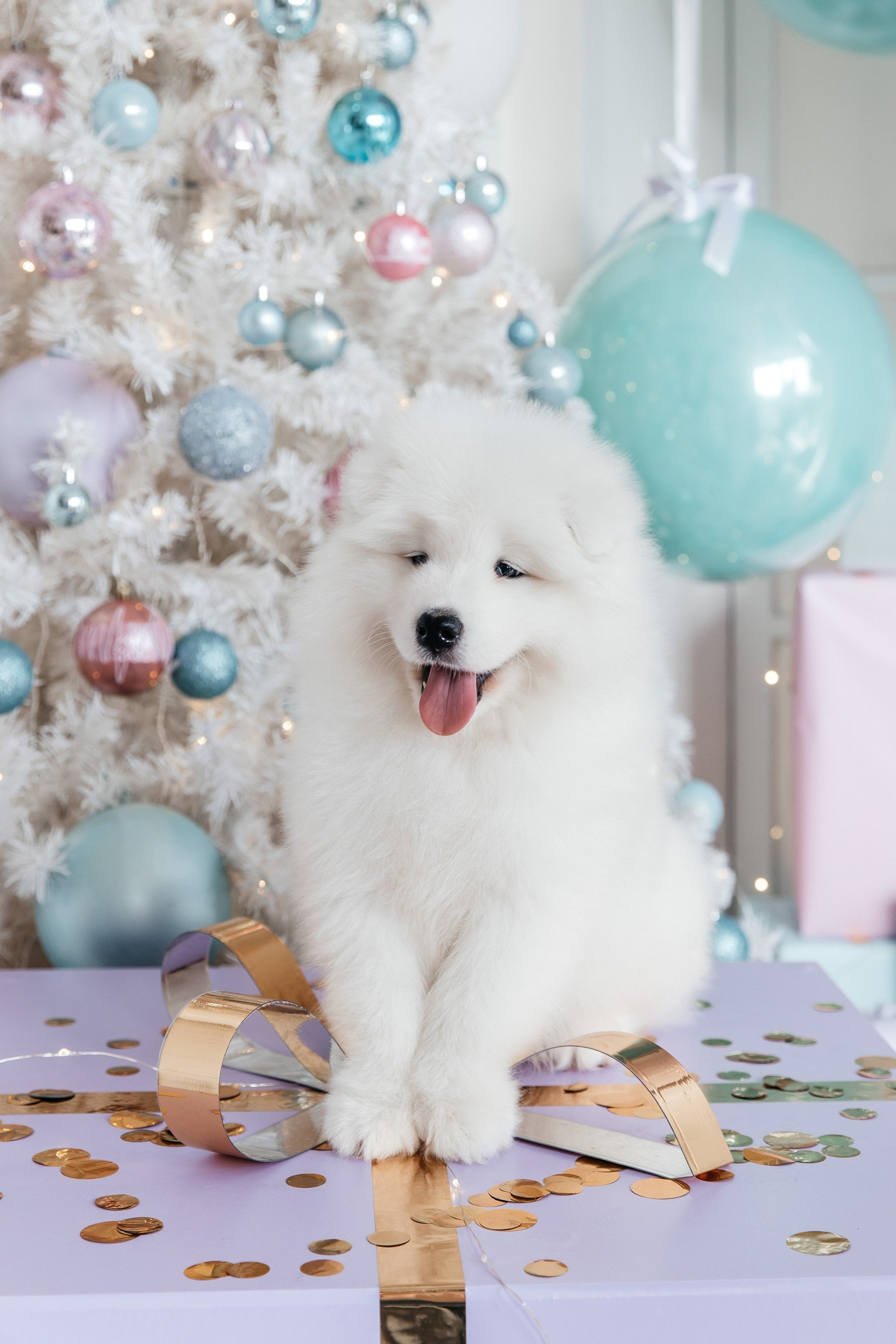 Помет «Г» 02.09.2025. Самоед Новосибирск