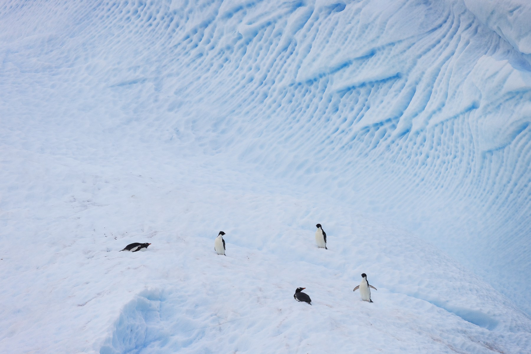 Антарктида, пингвины Адели и субантарктические пингвины на айсберге