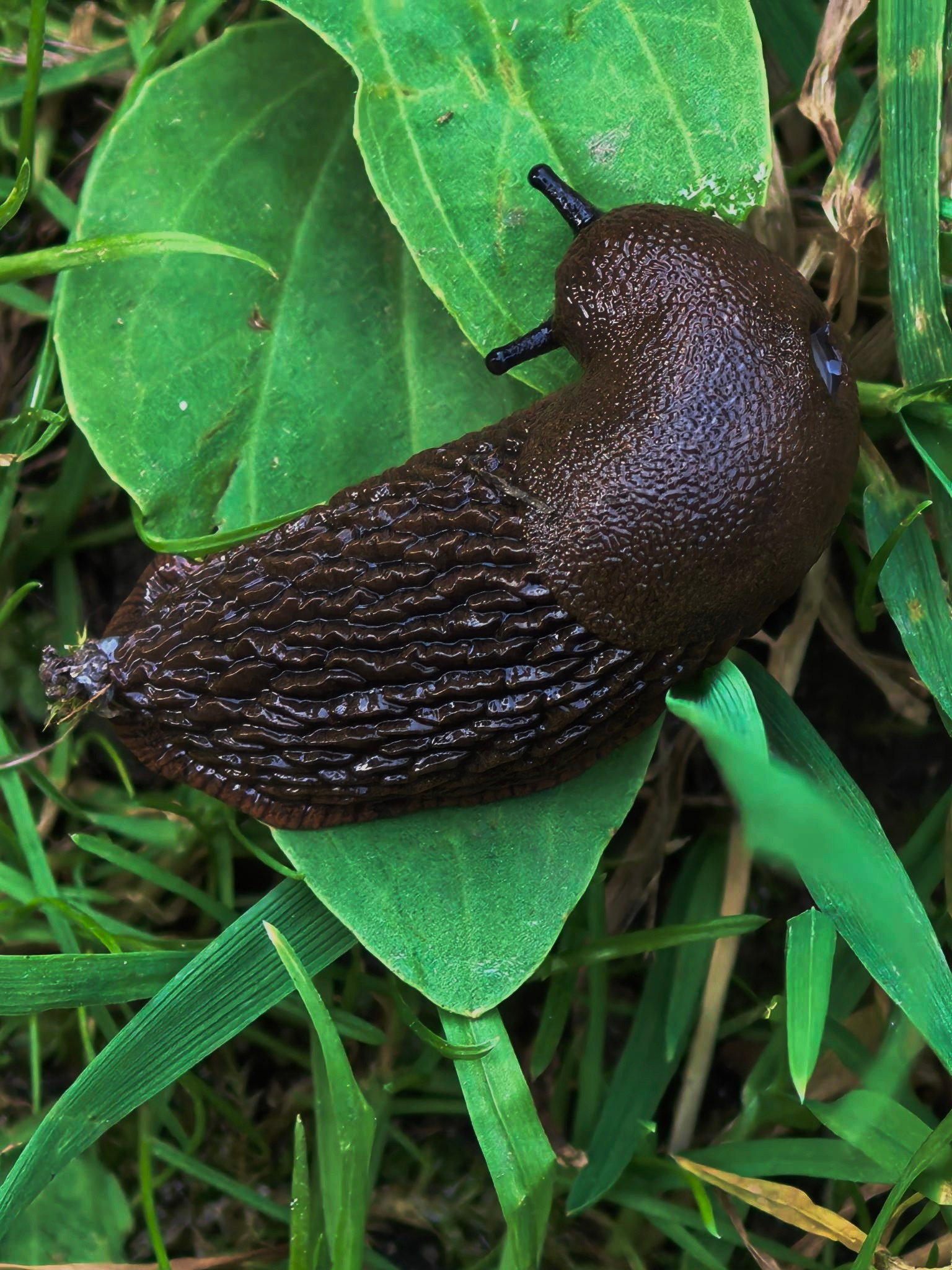 Плёс — лучший туристический город. Купить картину на холсте для интерьера|художник | дизайнер | архитектор Сергей Ратчин в Москве