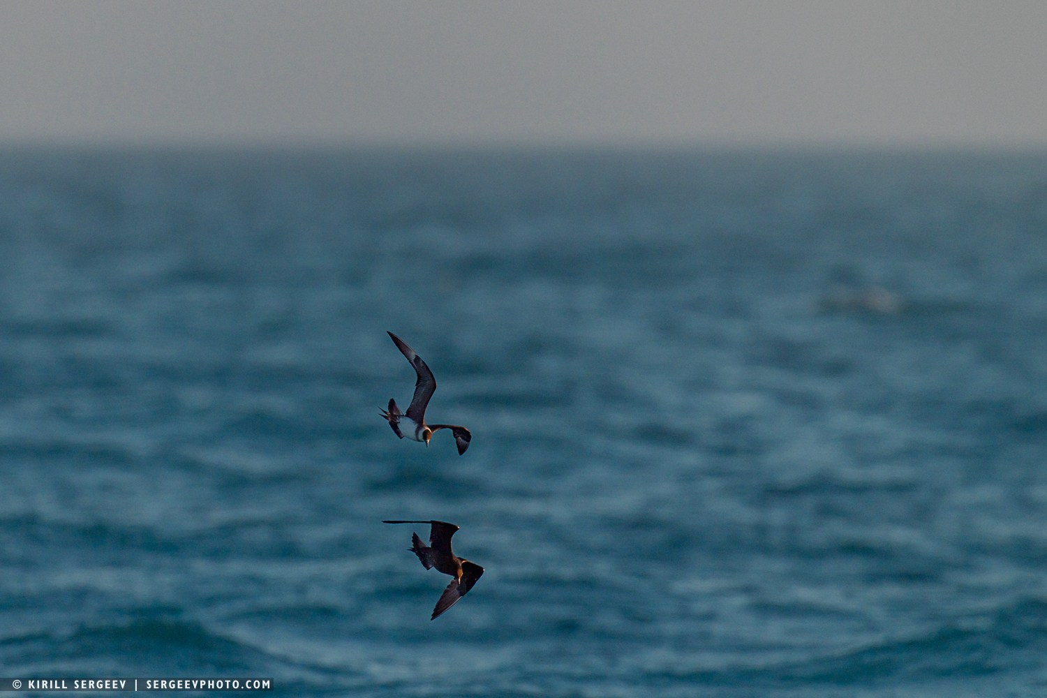 Арктическая одиссея. Фотограф Кирилл Сергеев | Москва