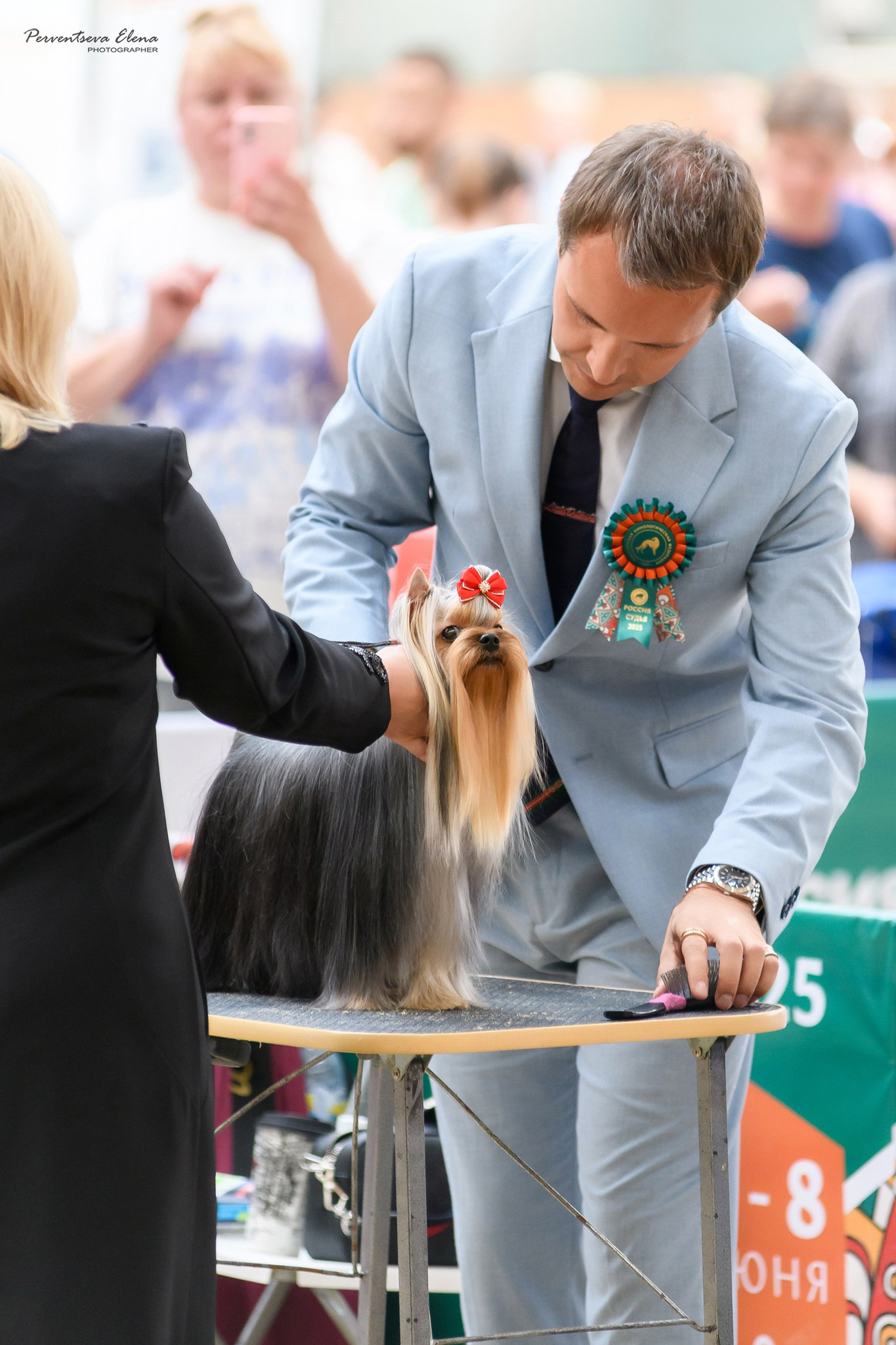 Йоркширский терьер. Выставки. Питомник Воле'Т Шоу Vole'T Shou. Йоркширский терьер — питомник йоркширских терьеров Vole'T Shou