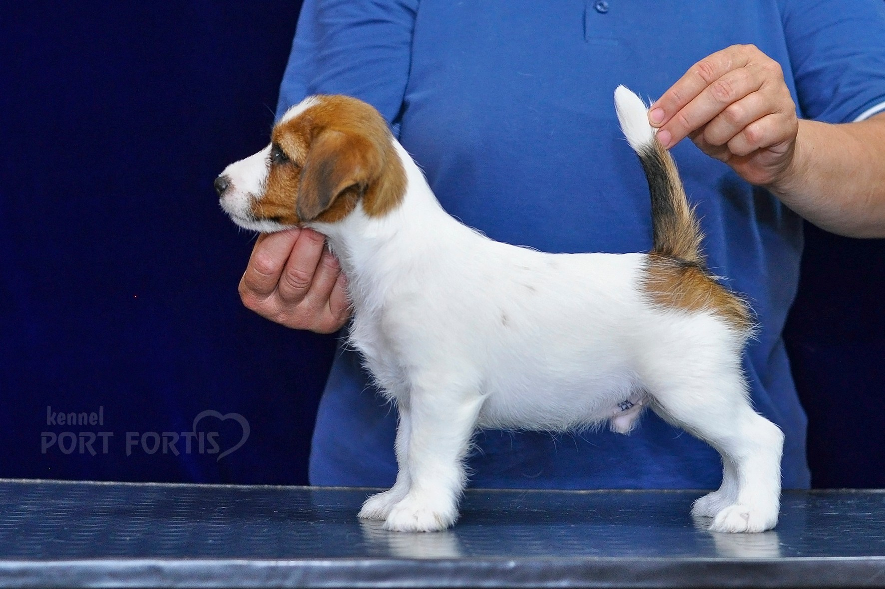 2026 Litter C-K male 1. Щенки джек рассел терьера, питомник РКФ, питомник джек рассел терьеров, питомник Порт Фортис, kennel PORT FORTIS