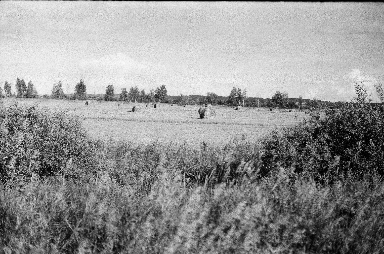 Плакучая ива. Фотограф-любитель Ксения Мирзоян